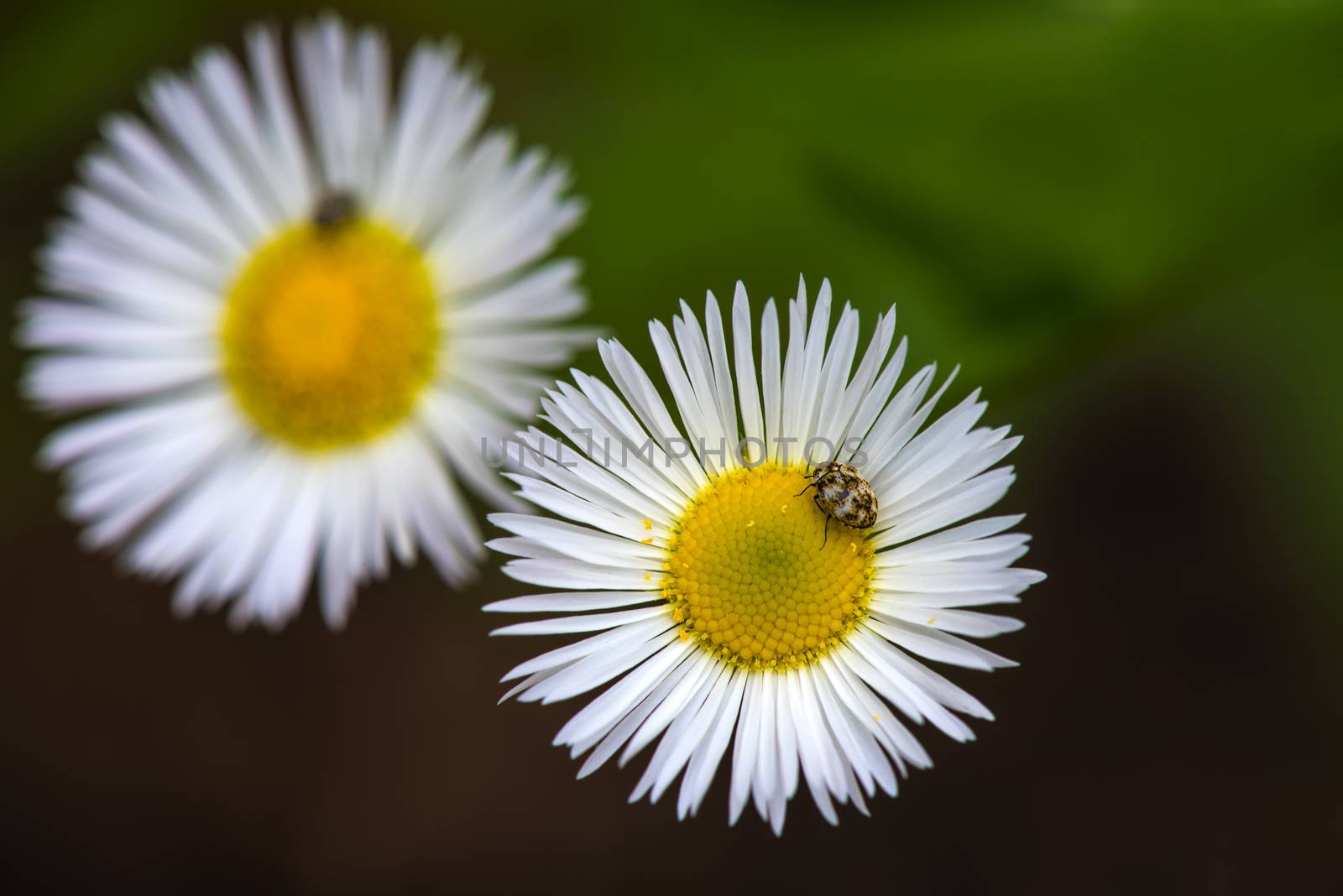 a beetle sitting on a white daisy flower