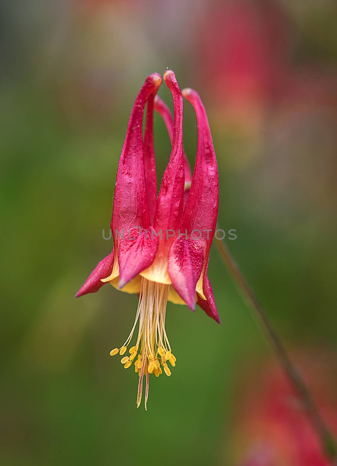 Closeup photo of Wild Columbine Flower