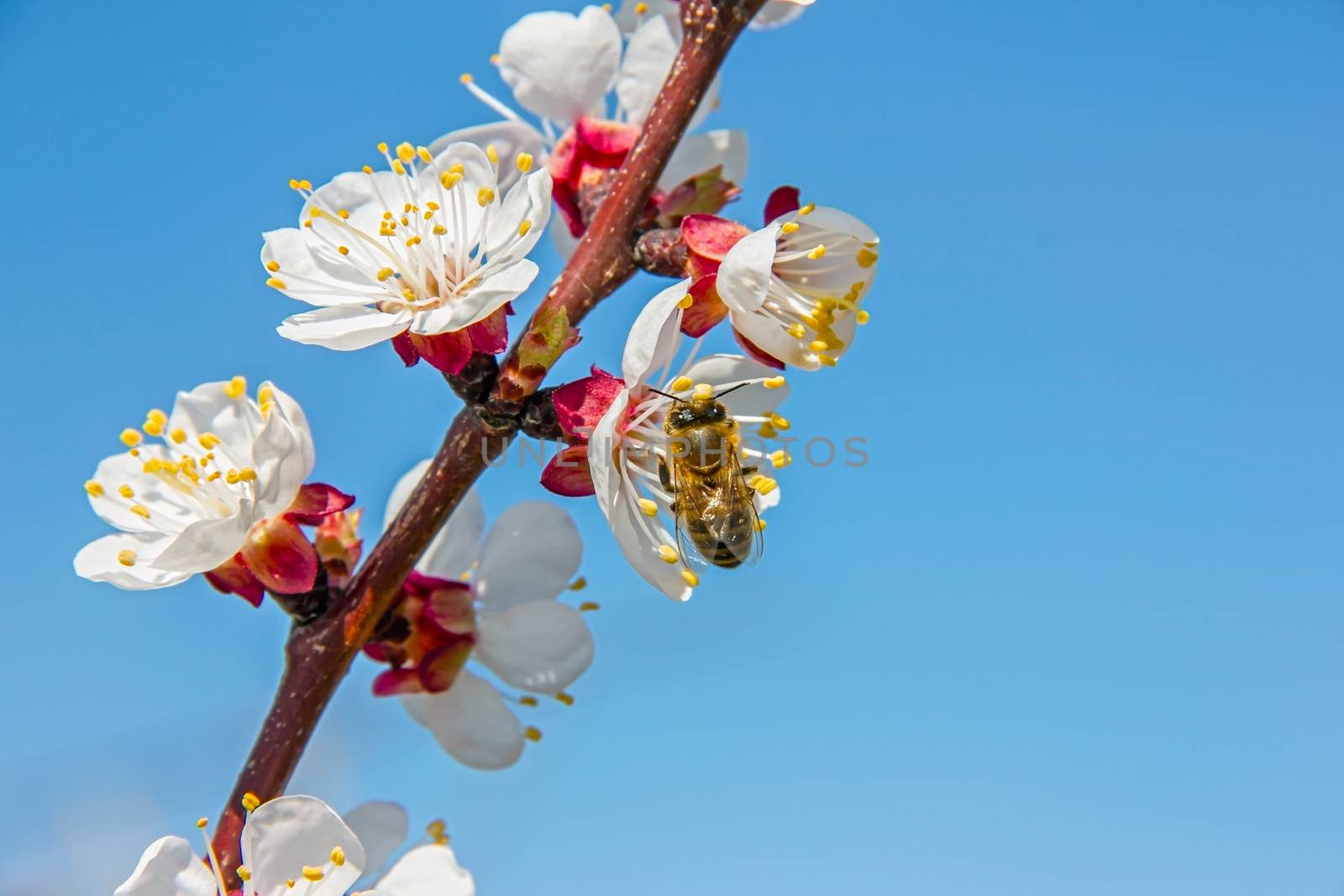 Bees pollinate young tree flowers in the garden, bee collects po by KoliadzynskaIryna