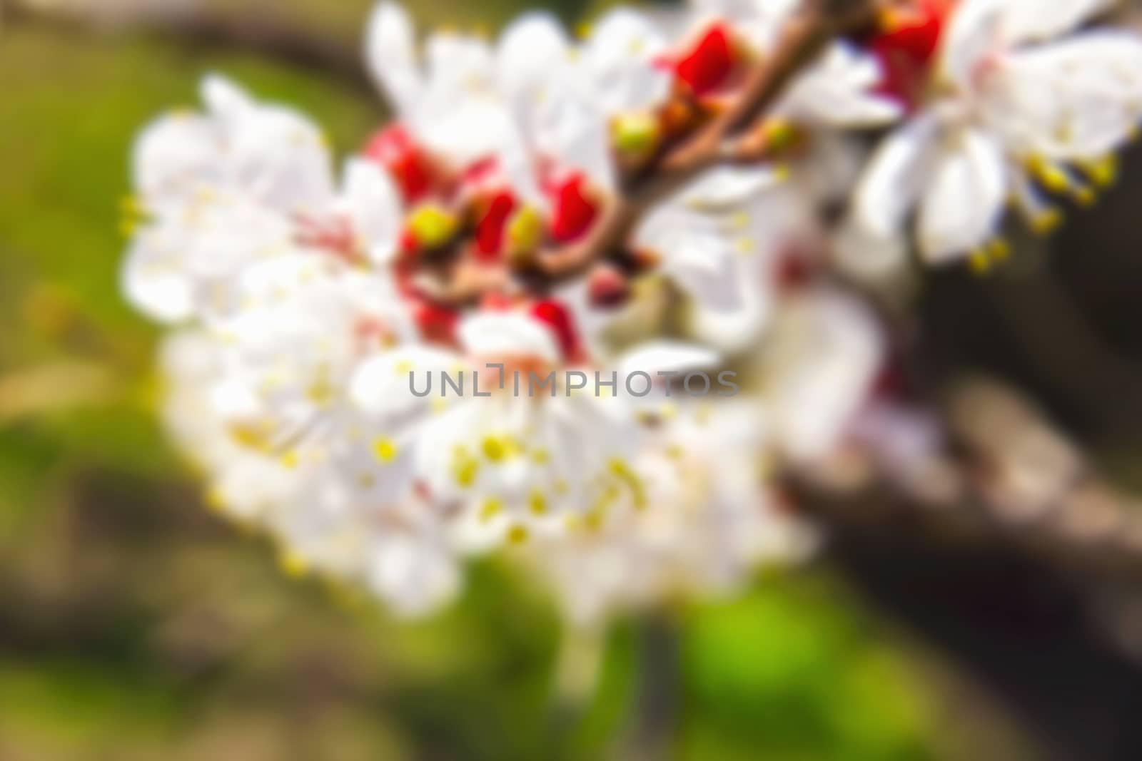 young tree flowers in the garden, fruit trees, beautiful nature spring flowering trees pollinate,for the background blurred