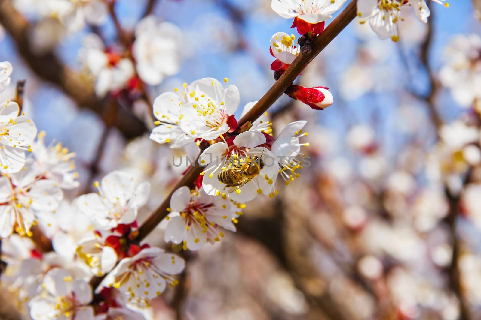 Bees pollinate young tree flowers in the garden, bee collects po by KoliadzynskaIryna