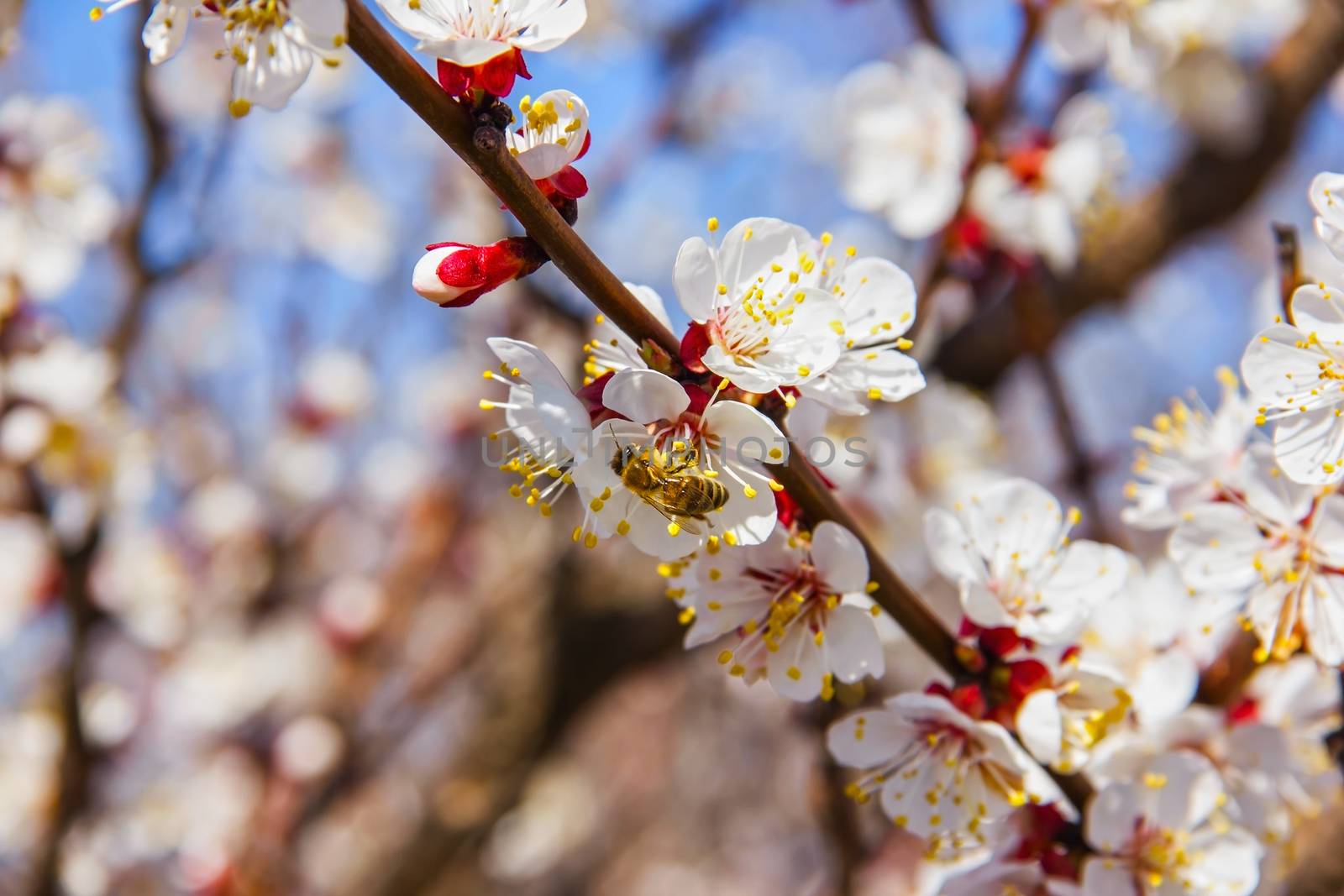 Bees pollinate young tree flowers in the garden, bee collects po by KoliadzynskaIryna