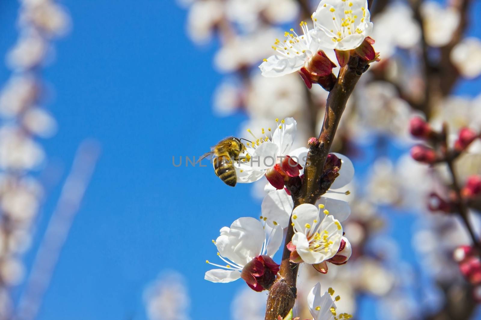 Bees pollinate young tree flowers in the garden, bee collects po by KoliadzynskaIryna