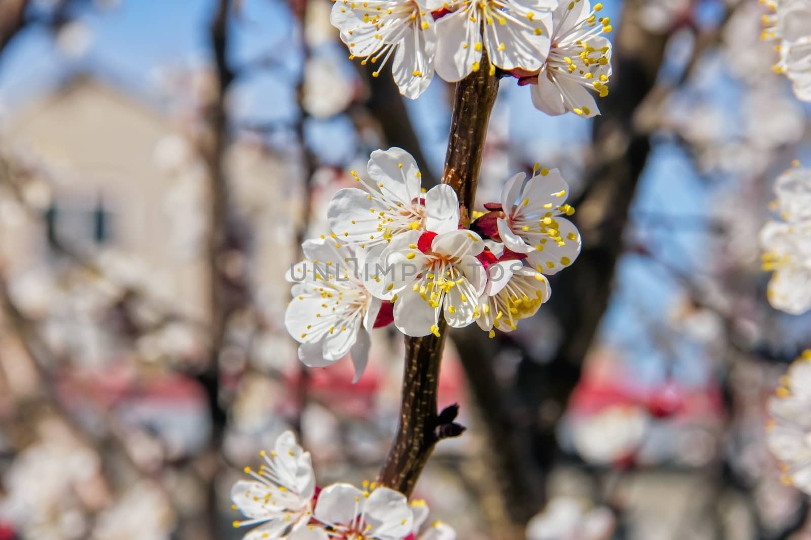 young tree flowers in the garden, fruit trees, beautiful nature spring flowering trees pollination, for the background 