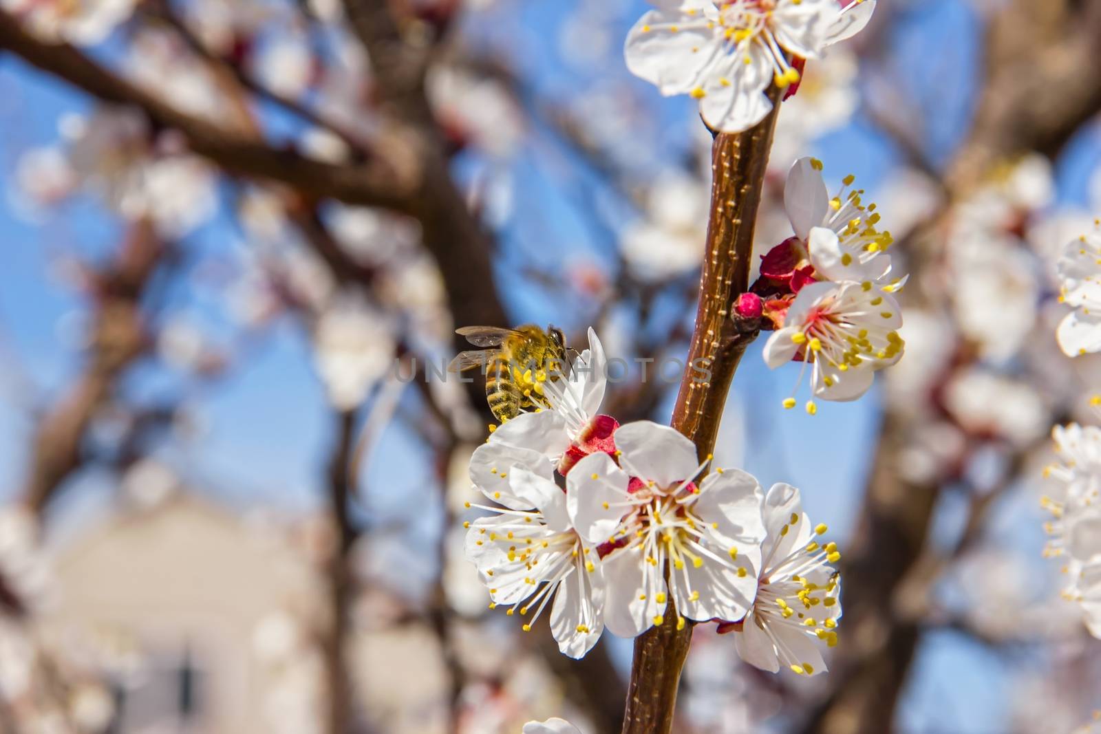 Bees pollinate young tree flowers in the garden, bee collects po by KoliadzynskaIryna