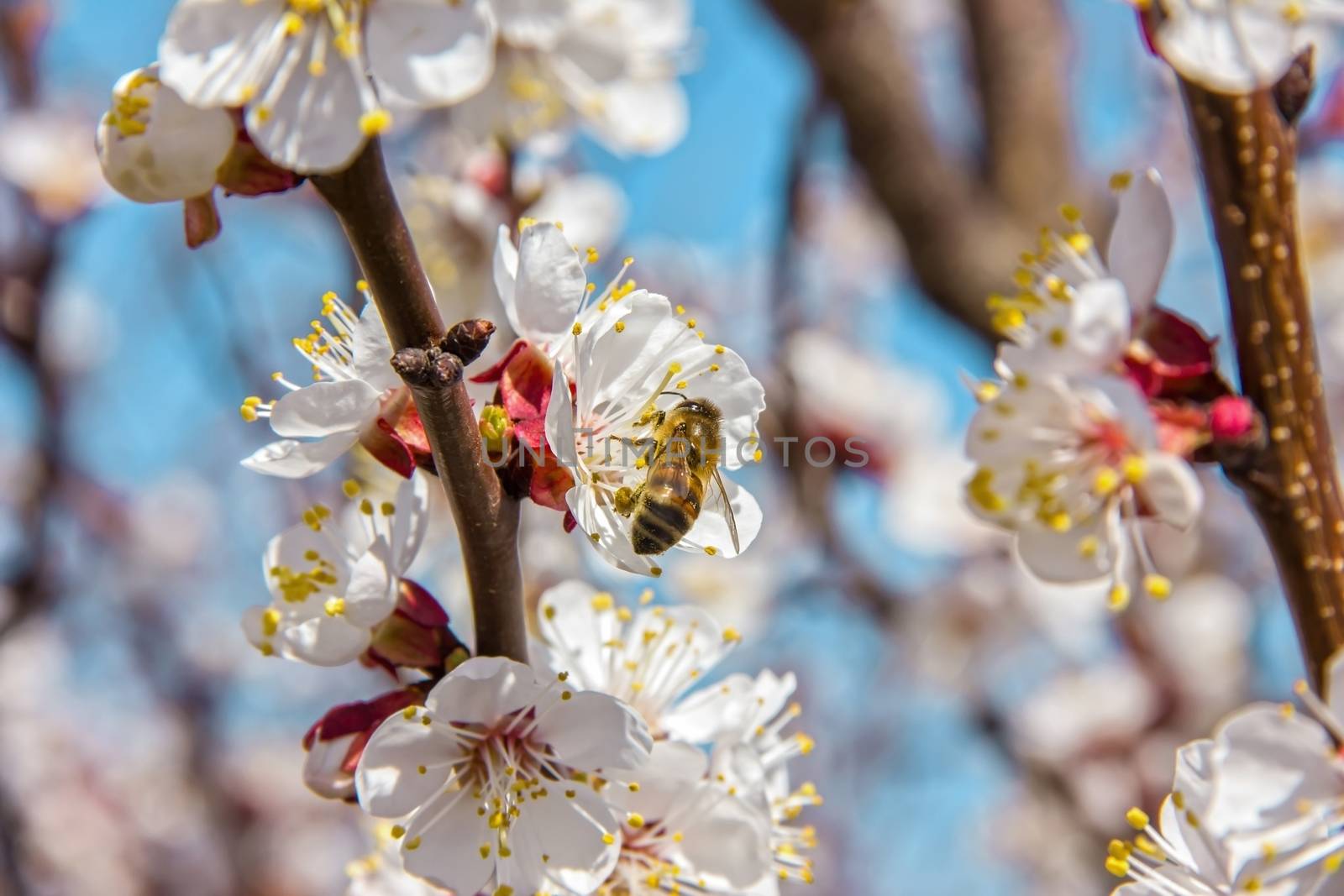 Bees pollinate young tree flowers in the garden, bee collects pollen with fruit trees, beautiful nature spring flowering trees pollination, pollen gathering, bee-keeping and honey