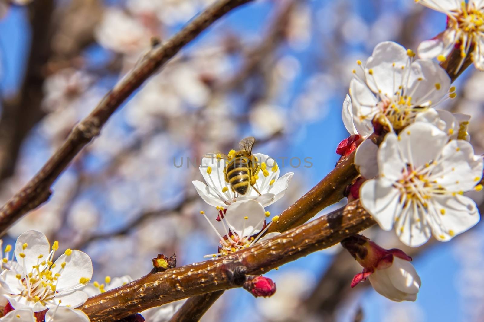 Bees pollinate young tree flowers in the garden, bee collects po by KoliadzynskaIryna