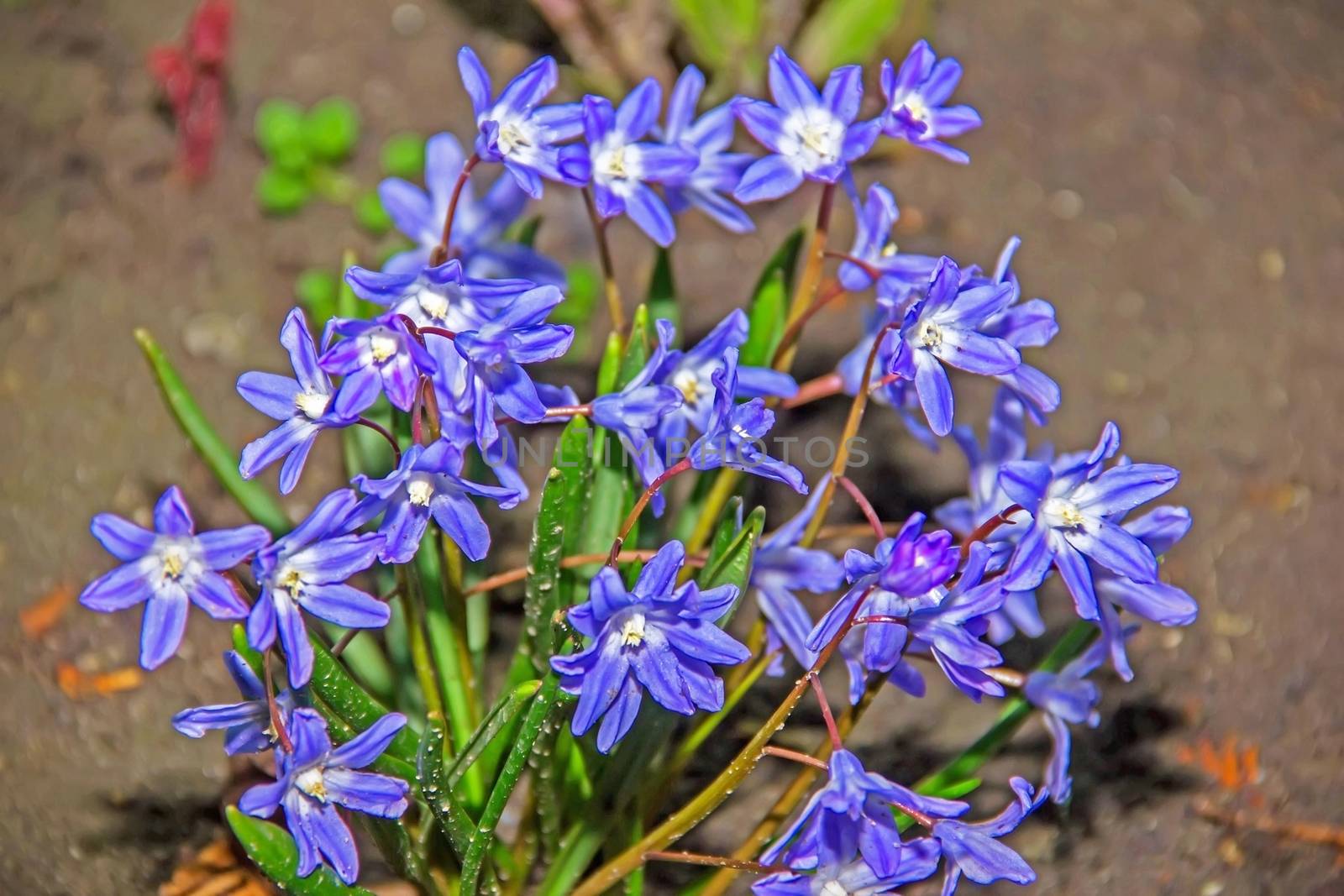 BRODIEYA beautiful flower, blue, plant BRODIEYA wondrous homelan by KoliadzynskaIryna