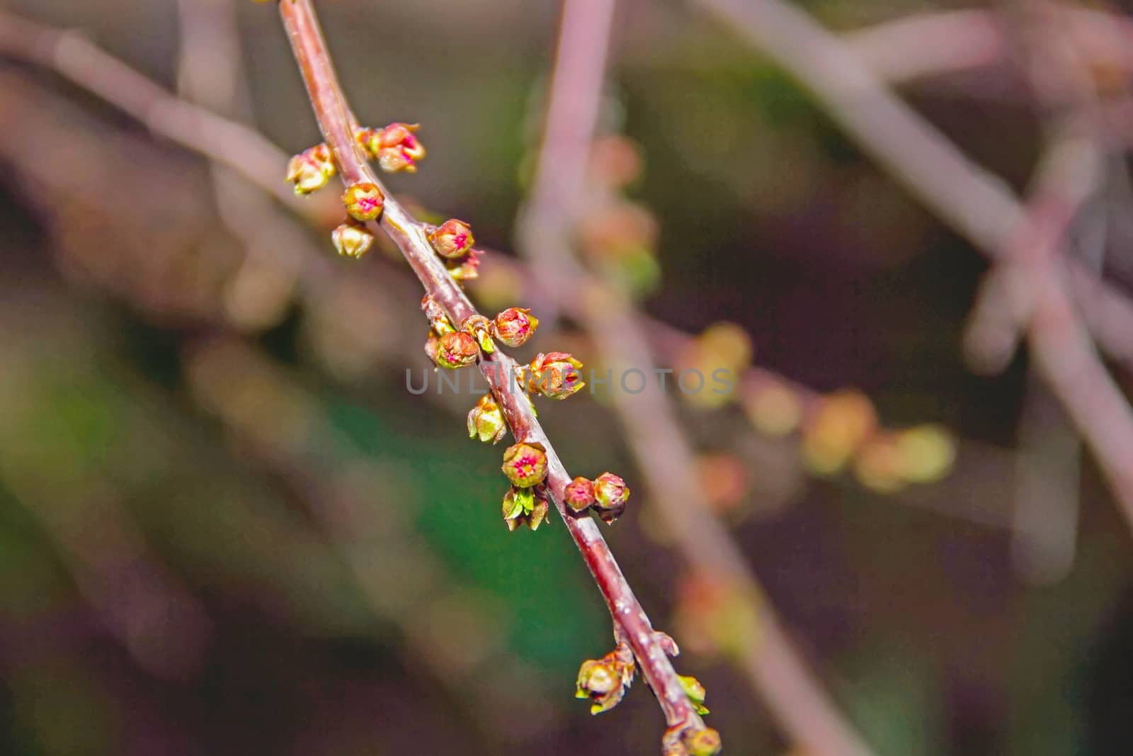 Pink cherry buds on the branch. Close-up, early spring flower bud swell, the flowers begin to bloom, evening