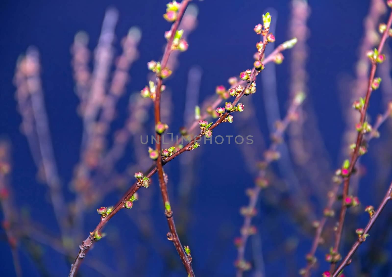 Pink cherry buds on a branch in the night sky. Close-up, rannya spring swollen buds of flowers, the flowers begin to bloom, evening