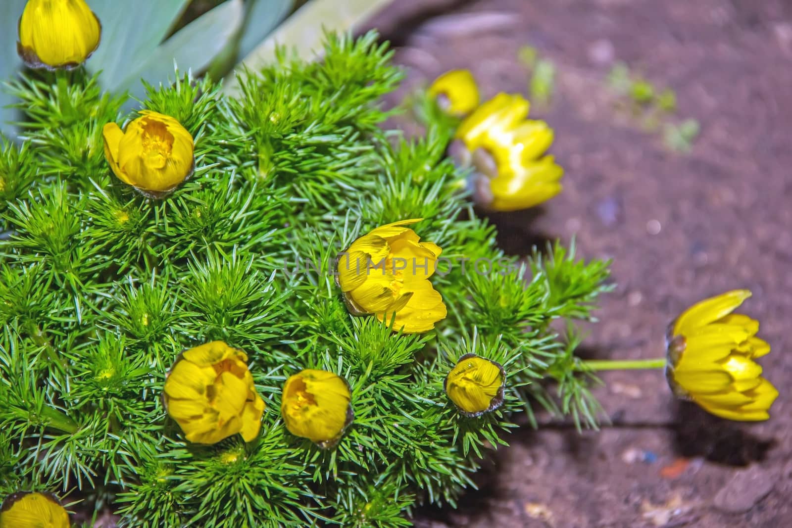 Adonis perennial, yellow flowers bloom in spring in the garden,  by KoliadzynskaIryna