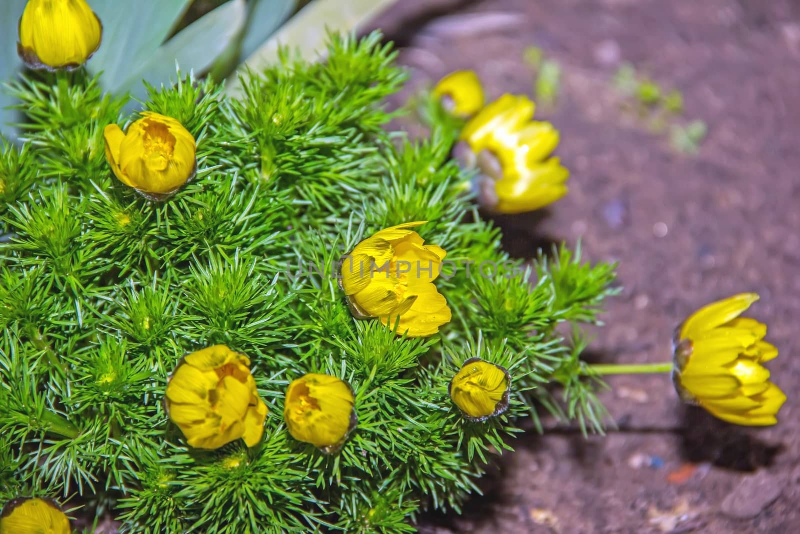 Adonis perennial, yellow flowers bloom in spring in the garden, a beautiful yellow flower