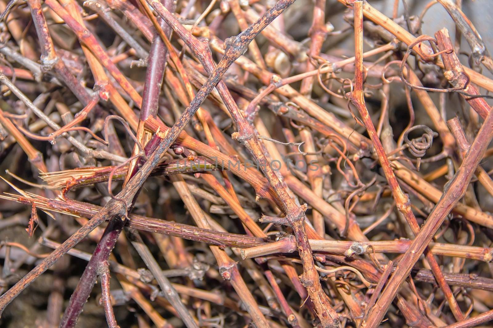 Cut the vine branch vine Pruning grape in a vineyard selective focus, background from dry branches of grapes