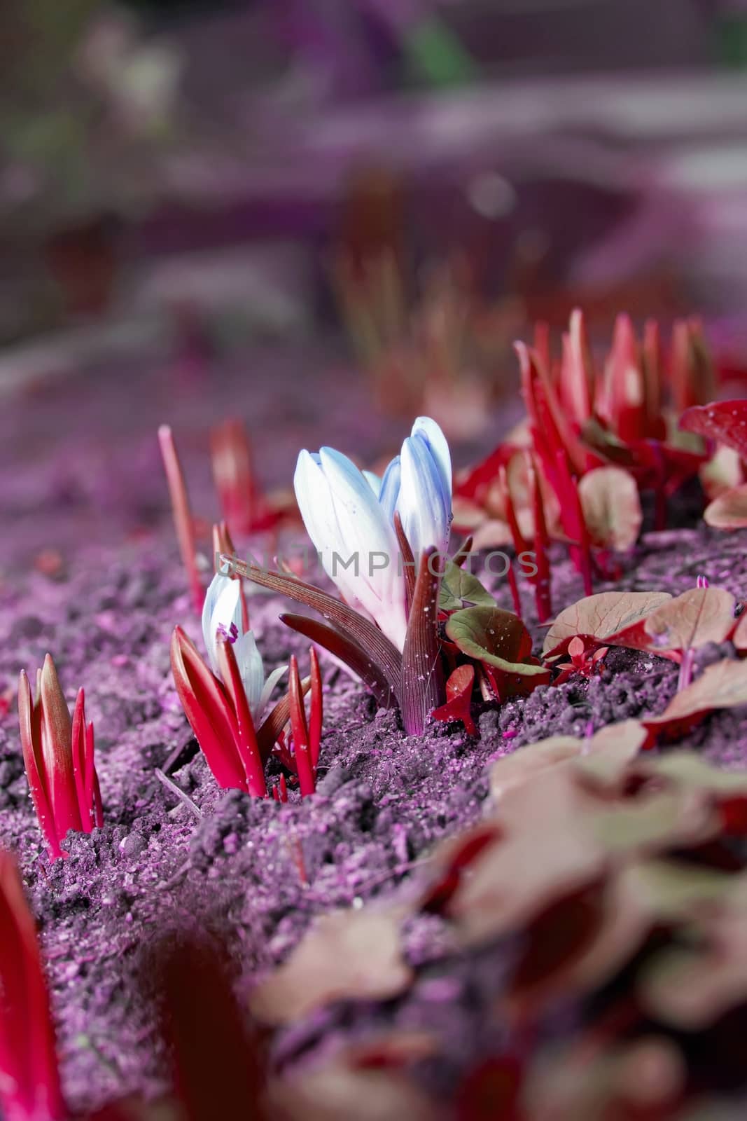 Snowdrop flowers blooming in winter by KoliadzynskaIryna