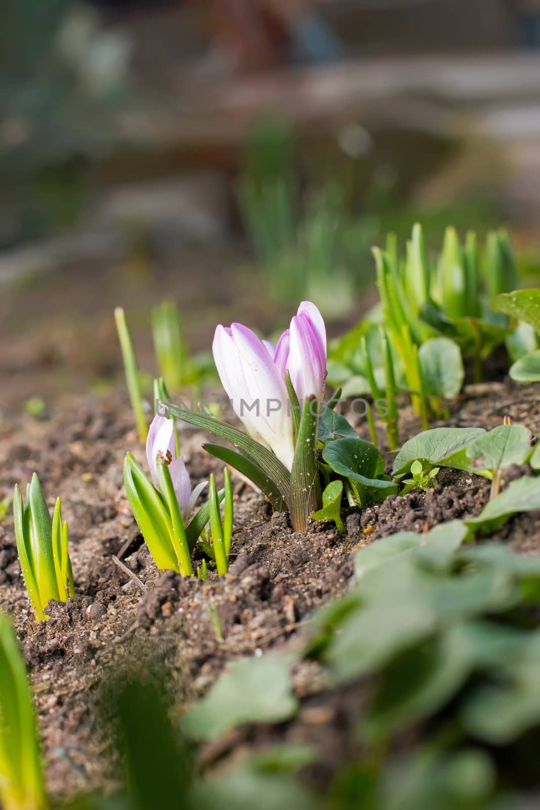 Snowdrop flowers blooming in winter by KoliadzynskaIryna