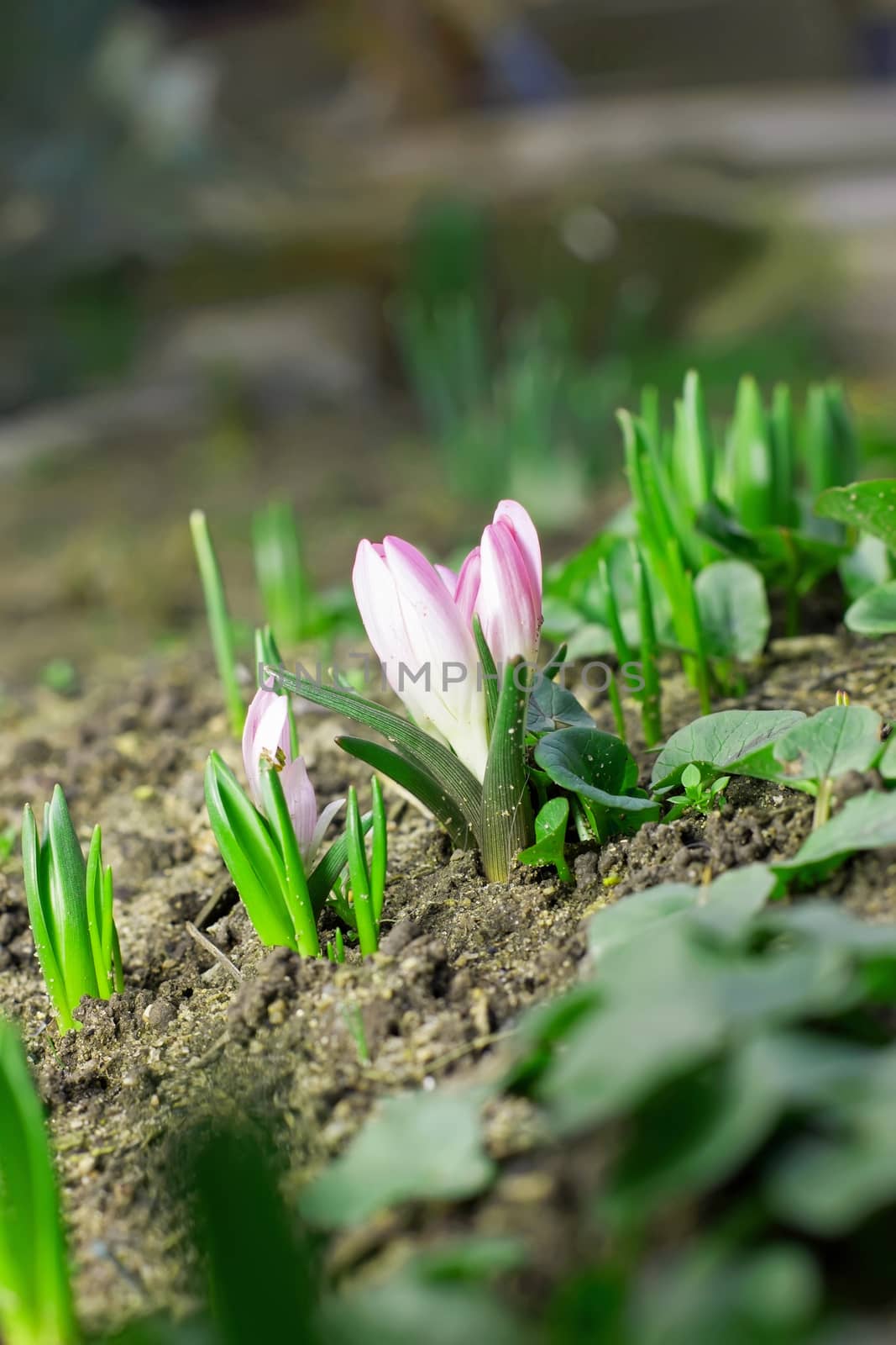 Snowdrop flowers blooming in winter,Spring snowdrop flowers blooming in sunny day,spring of the first snowdrops in the forest