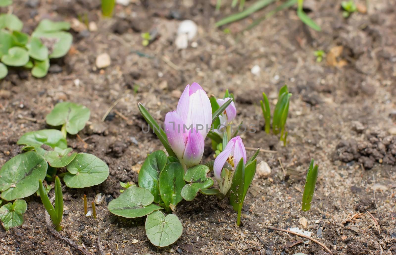 Snowdrop flowers blooming in winter by KoliadzynskaIryna