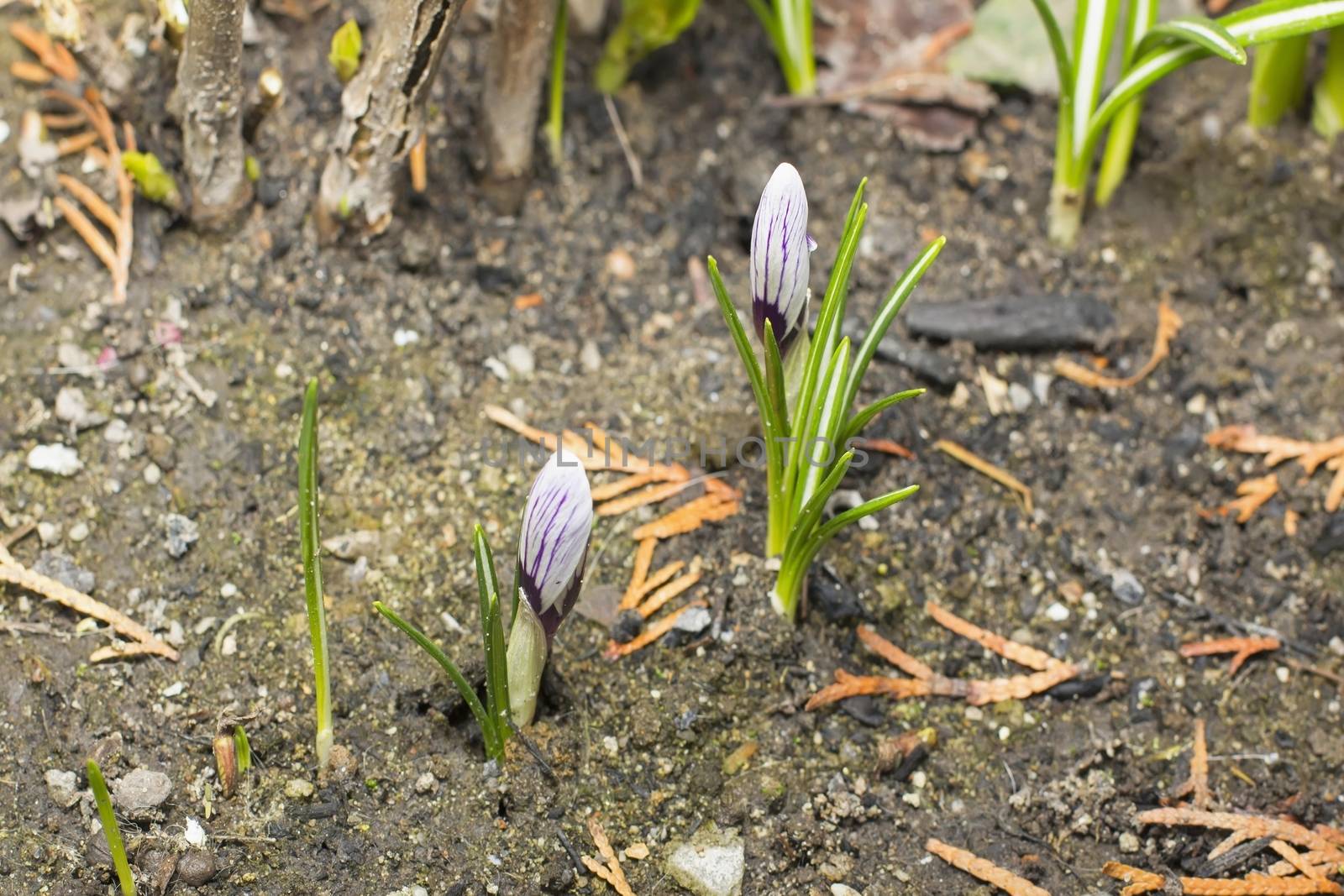 Snowdrop flowers blooming in winter,Spring snowdrop flowers blooming in sunny day,spring of the first snowdrops in the forest