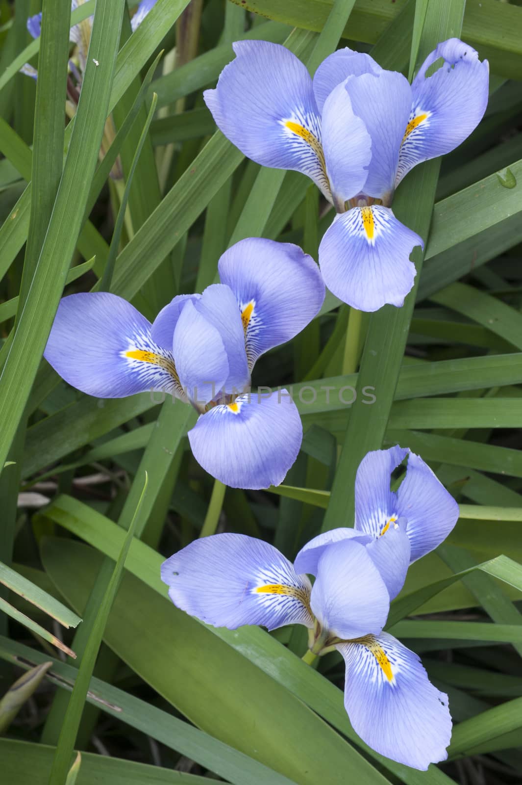 Blue and yellow iris flowers among green leaves