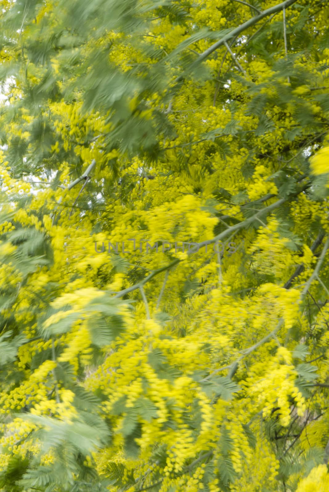 Mimosa, silver blue wattle, Acacia dealbata tree with yellow flowers in full bloom in Spring.