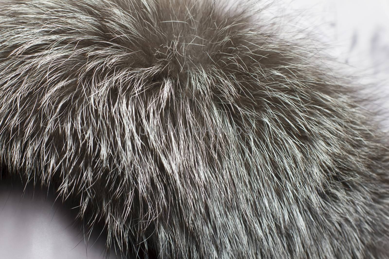 Close-up of animal fur, fur collar, fur color for texture or background