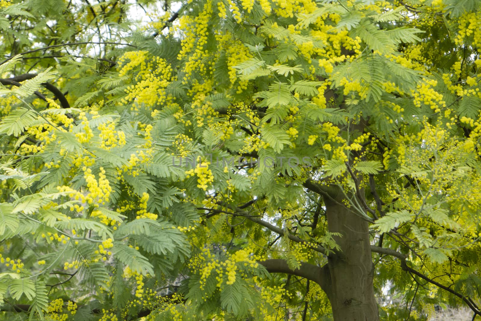 Mimosa, silver blue wattle, Acacia dealbata tree with yellow flowers in full bloom in Spring.