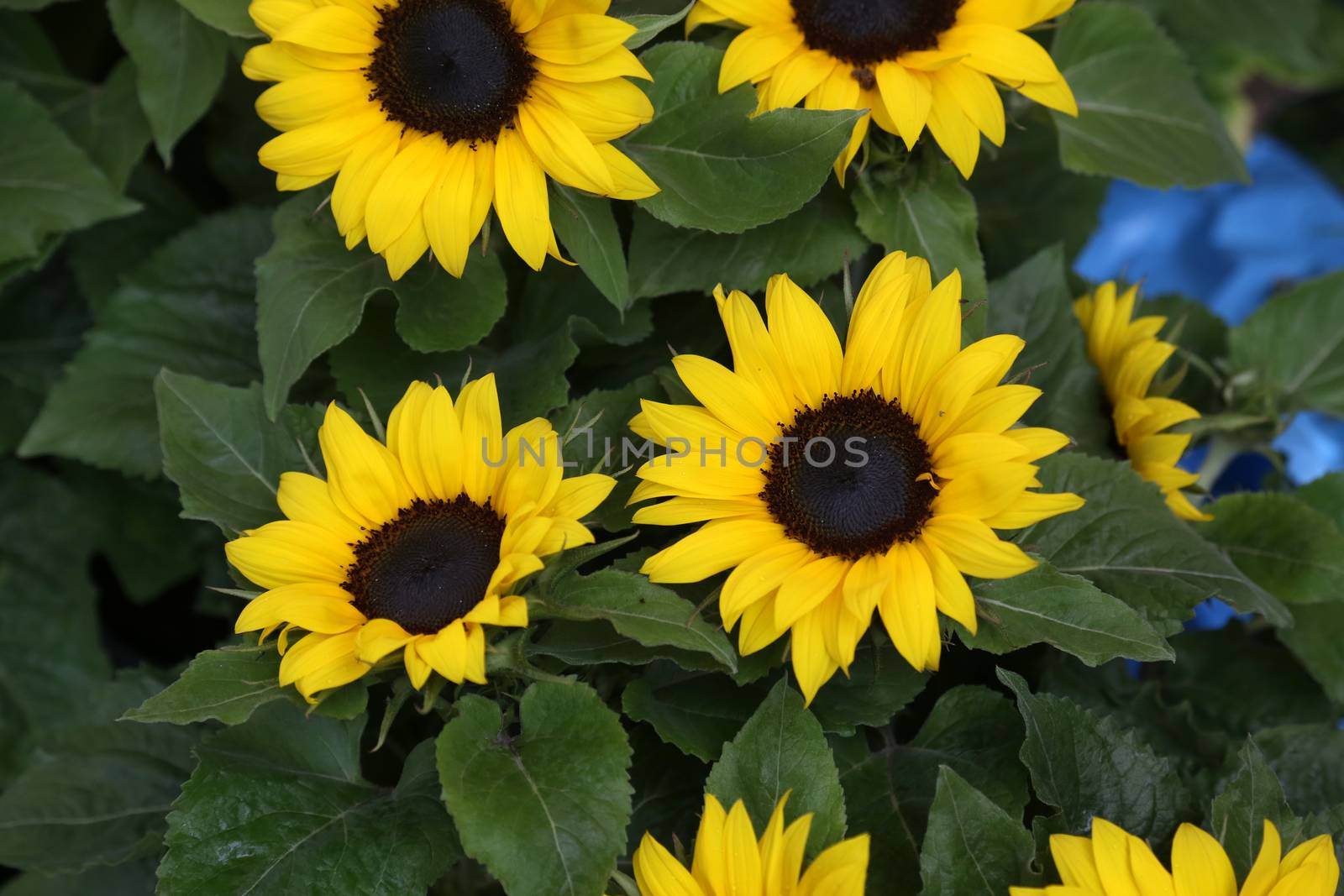 Flowers exposed on Floraart, 49 international garden exhibition in Zagreb, Croatia, on May 30, 2014.