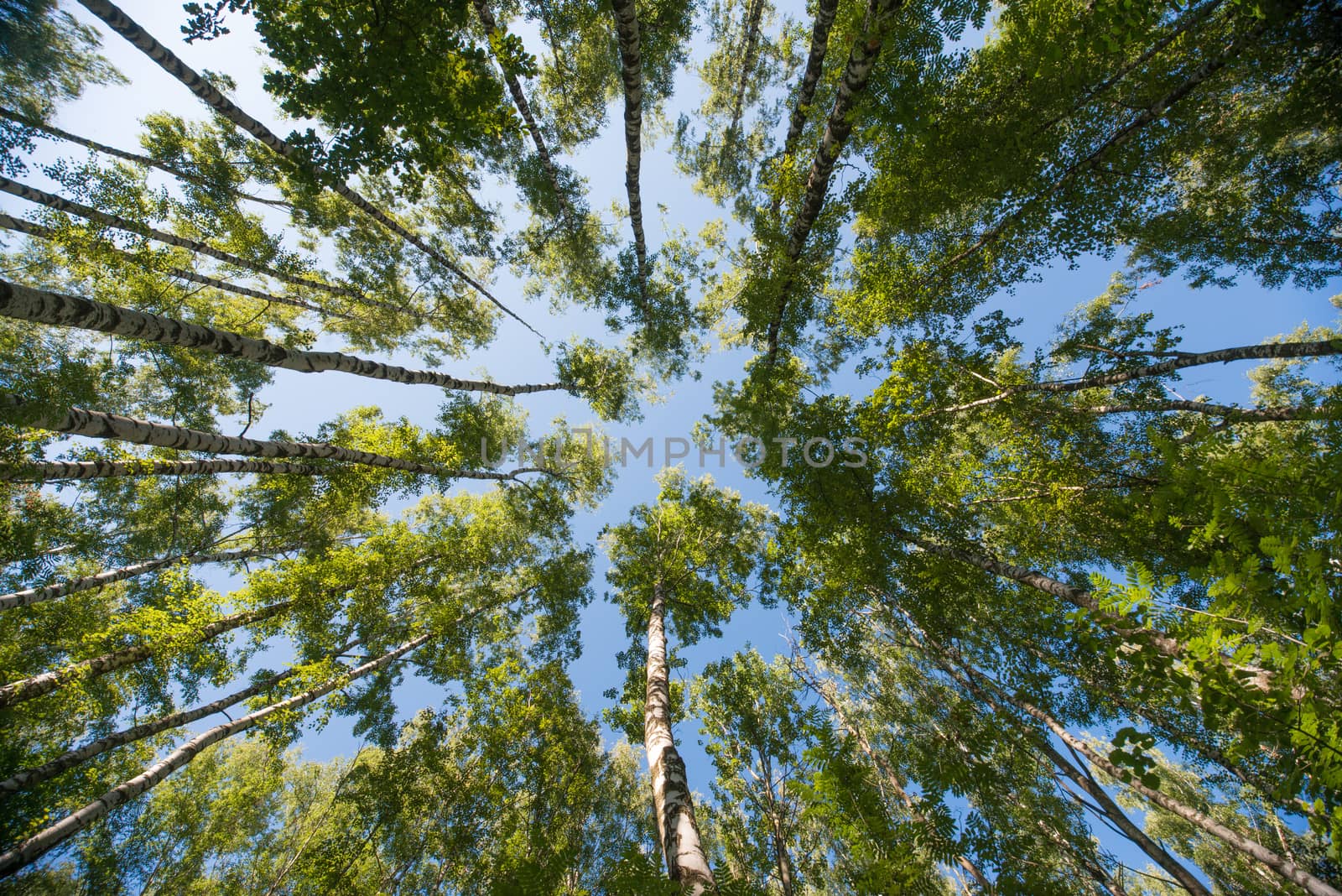 Looking up in Forest - Green Tree branches nature abstract background.