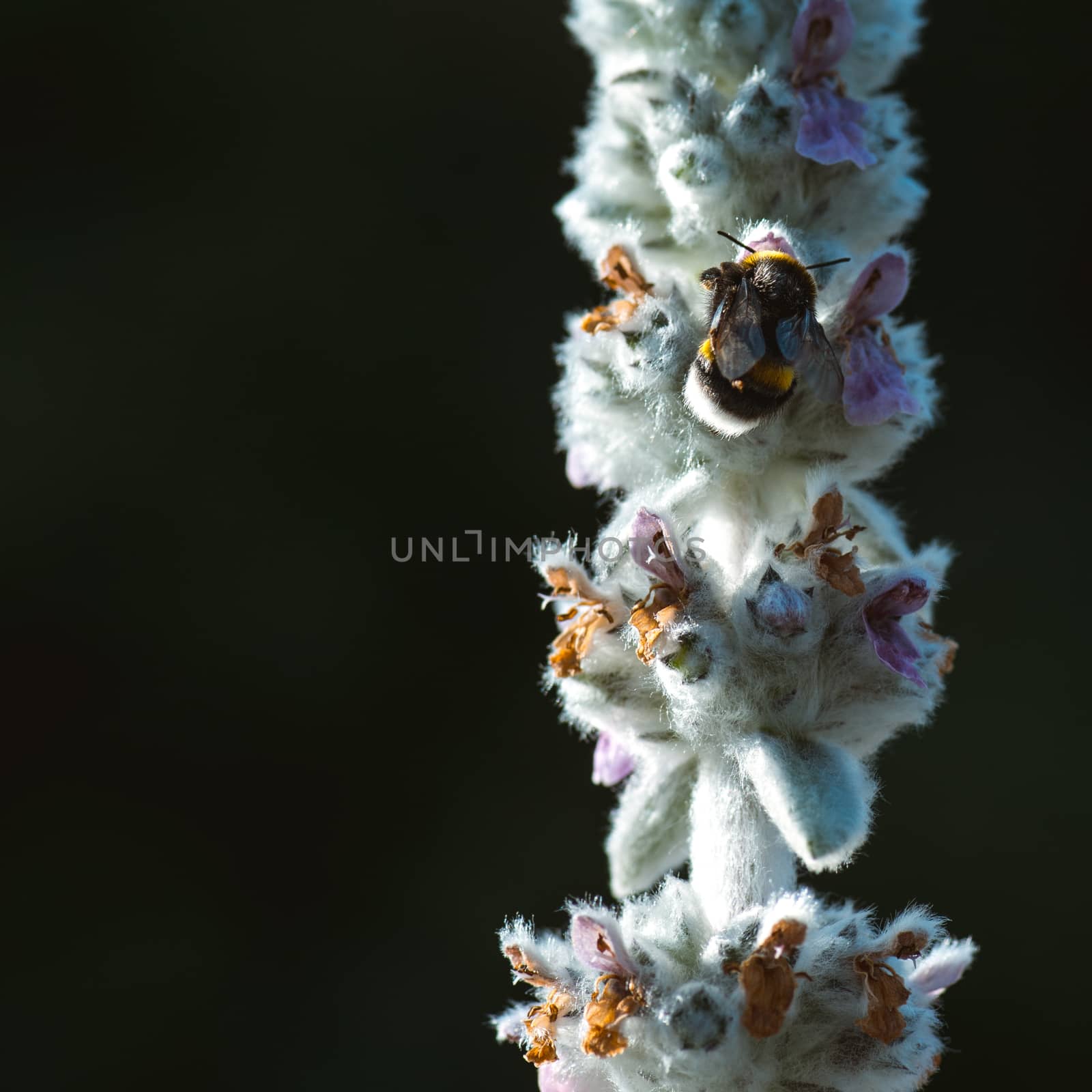 macro shot of a bumblebee collecting pollen from a flower.  with copyspace