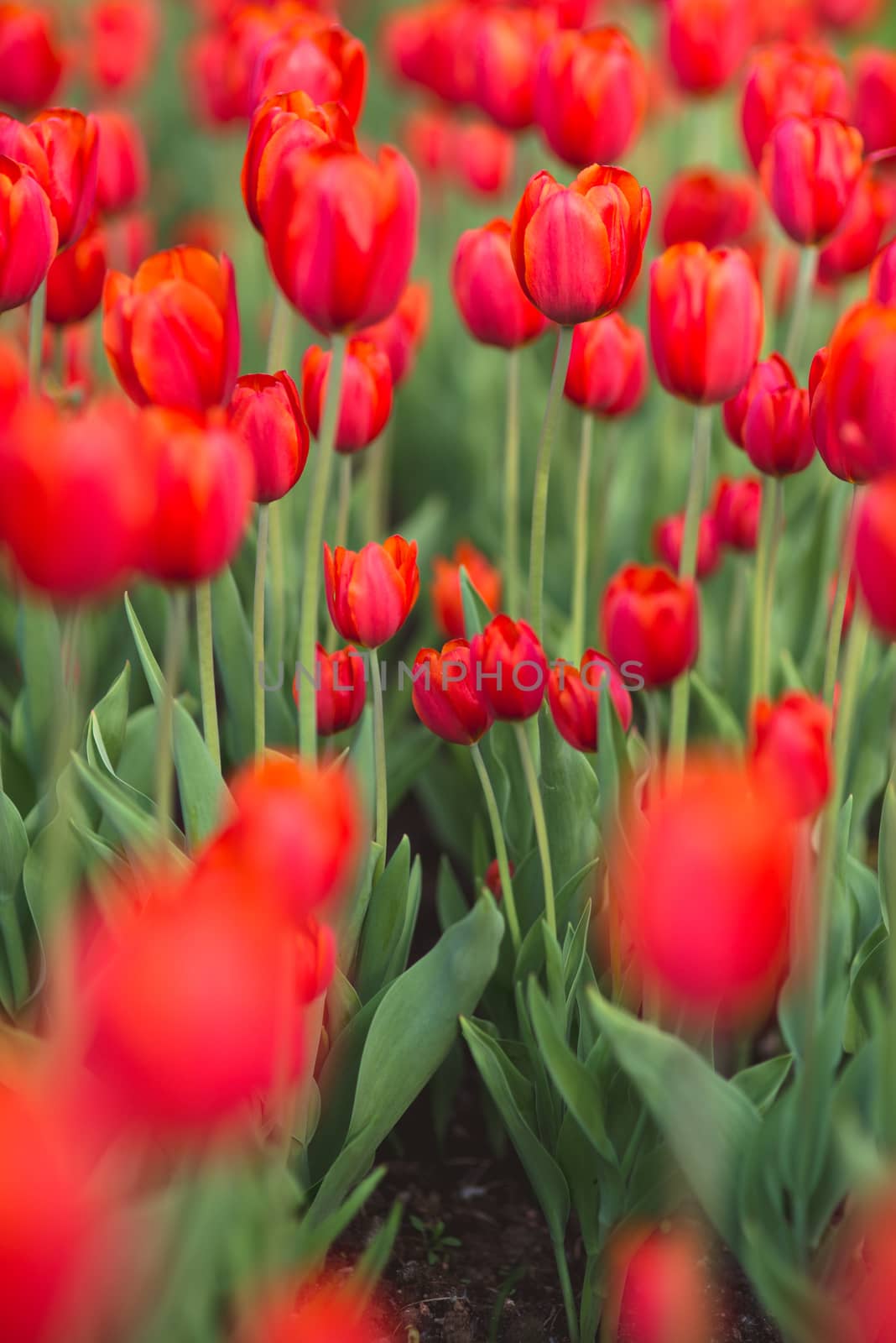 Group of red tulips in the park. Spring blurred background.
