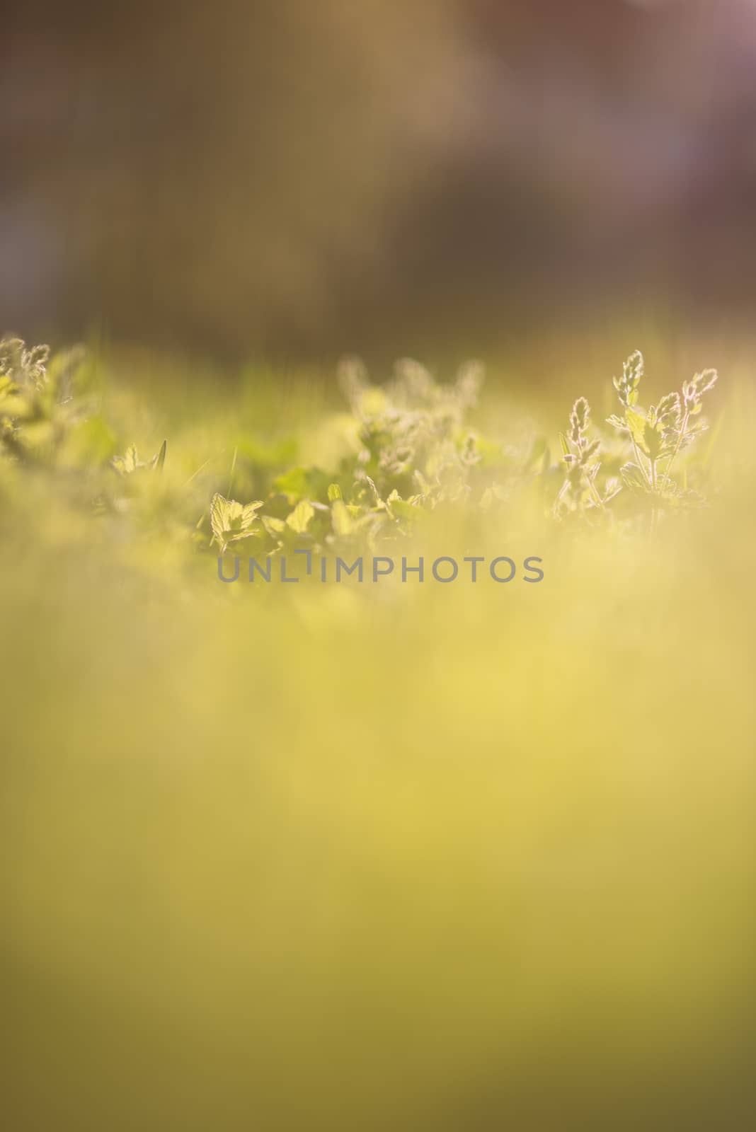 Out of focus tropical green grass field in sunny day. by skrotov