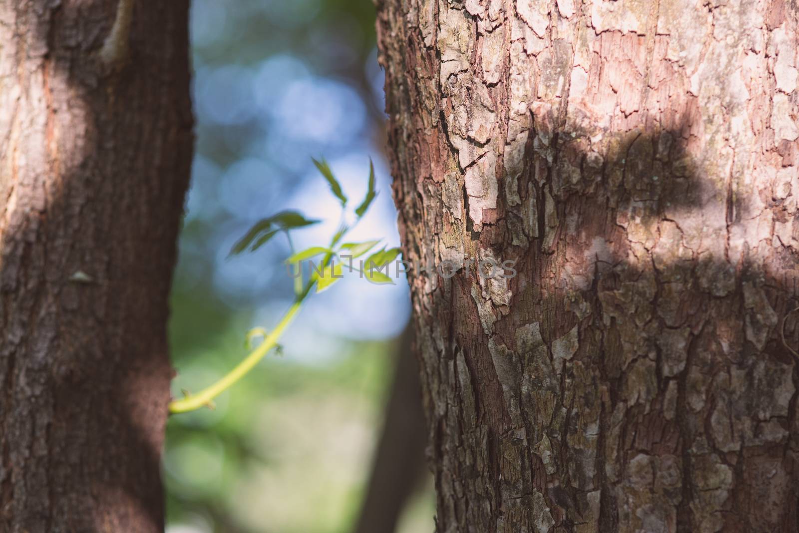 fresh green young plant of new seed born and grow up between two trunks by skrotov