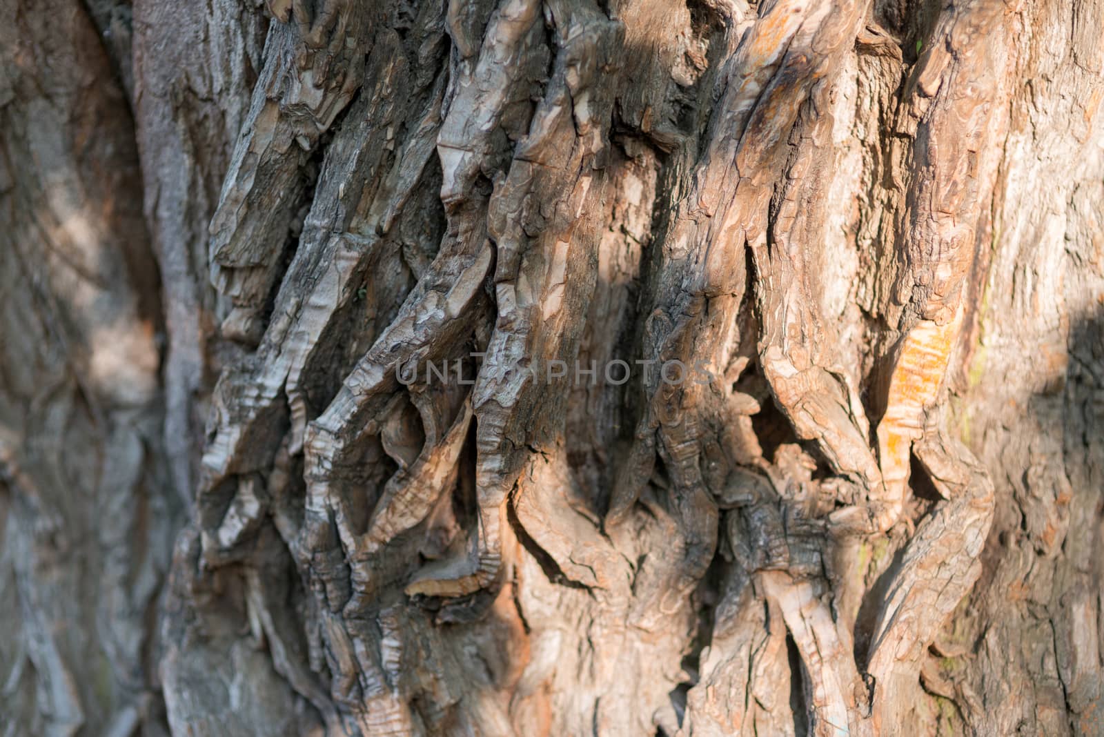 Old Wood Tree Texture Background Pattern. Horizontal image by skrotov