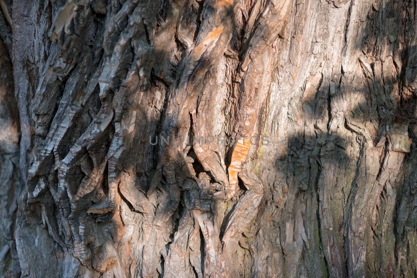 Old Wood Tree Texture Background Pattern. Horizontal image.