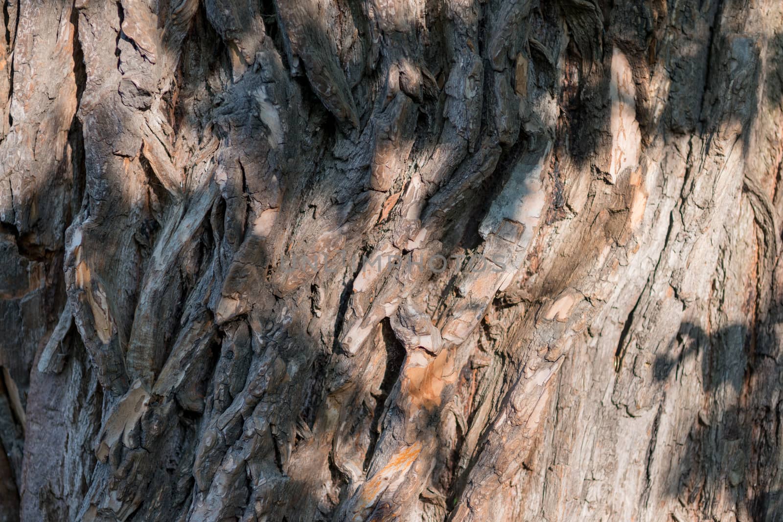 Old Wood Tree Texture Background Pattern. Horizontal image by skrotov