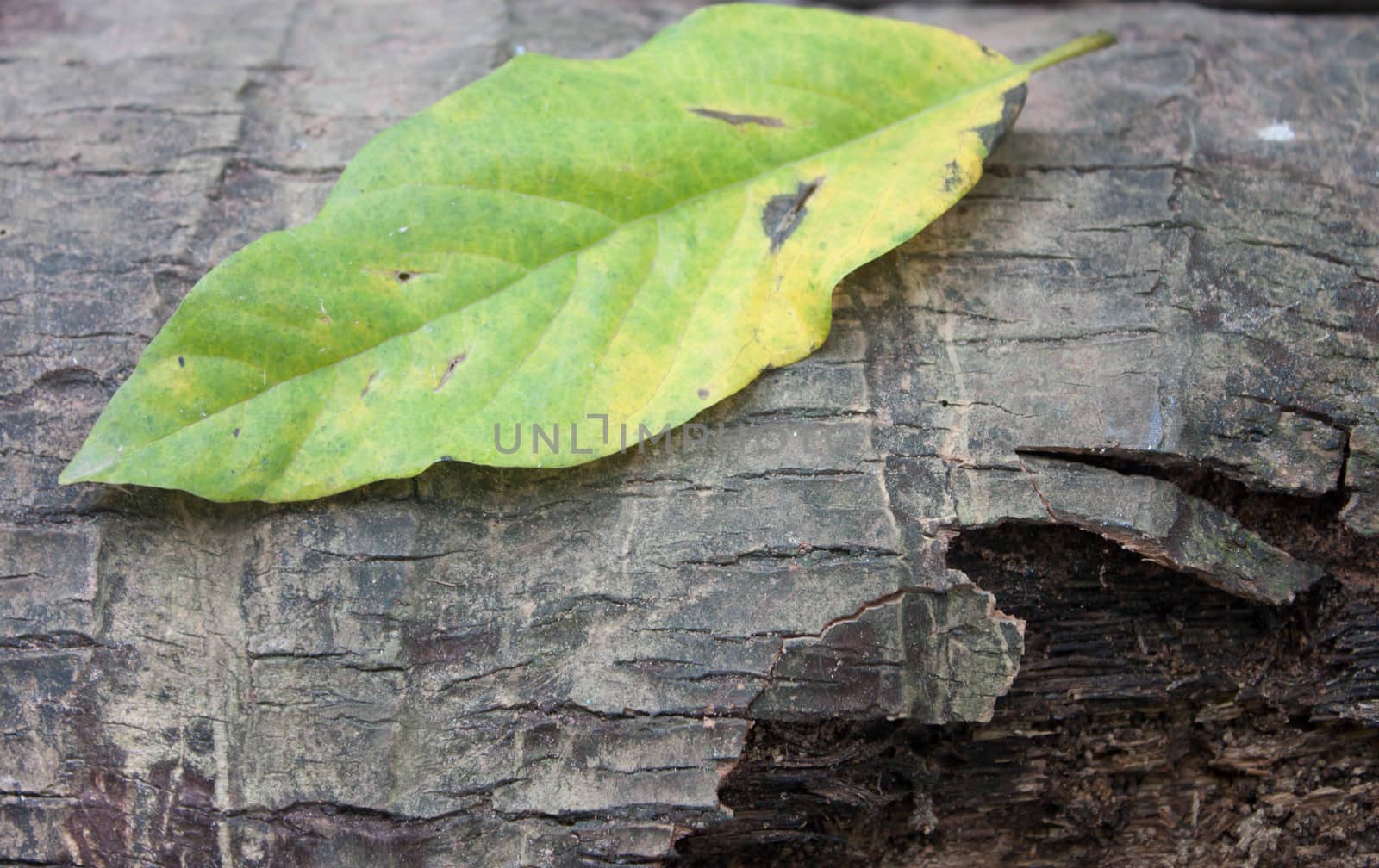 Background bark leaf green mango leaves.