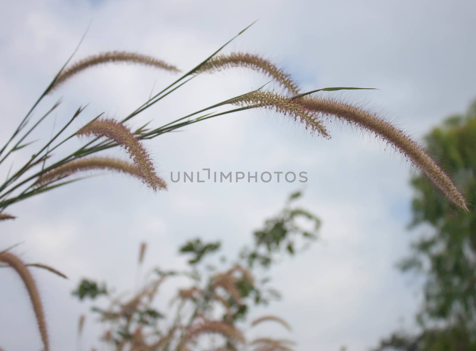 Grass at the roadside in Thailand.