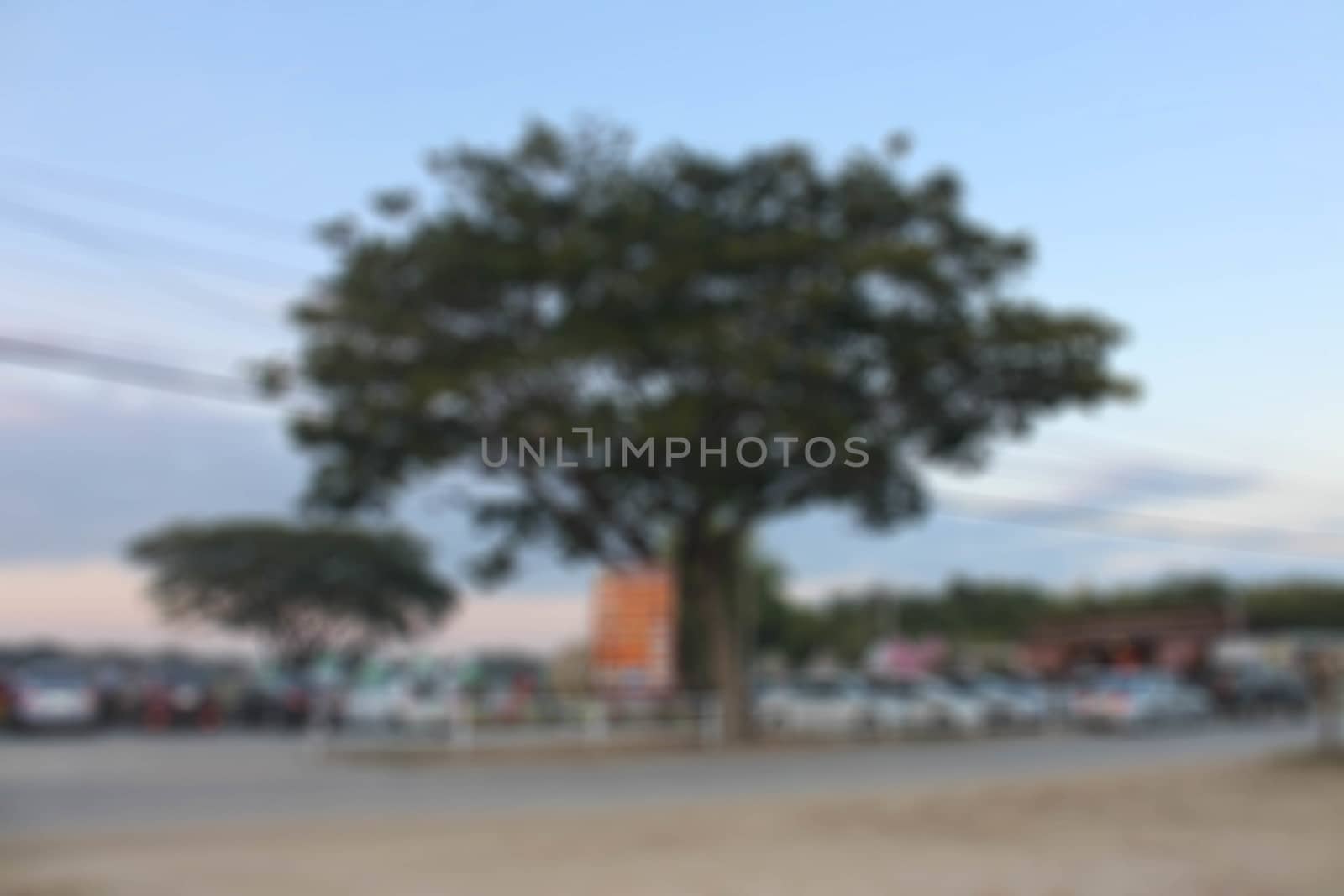 Health evening garden with trees in a natural background blur.