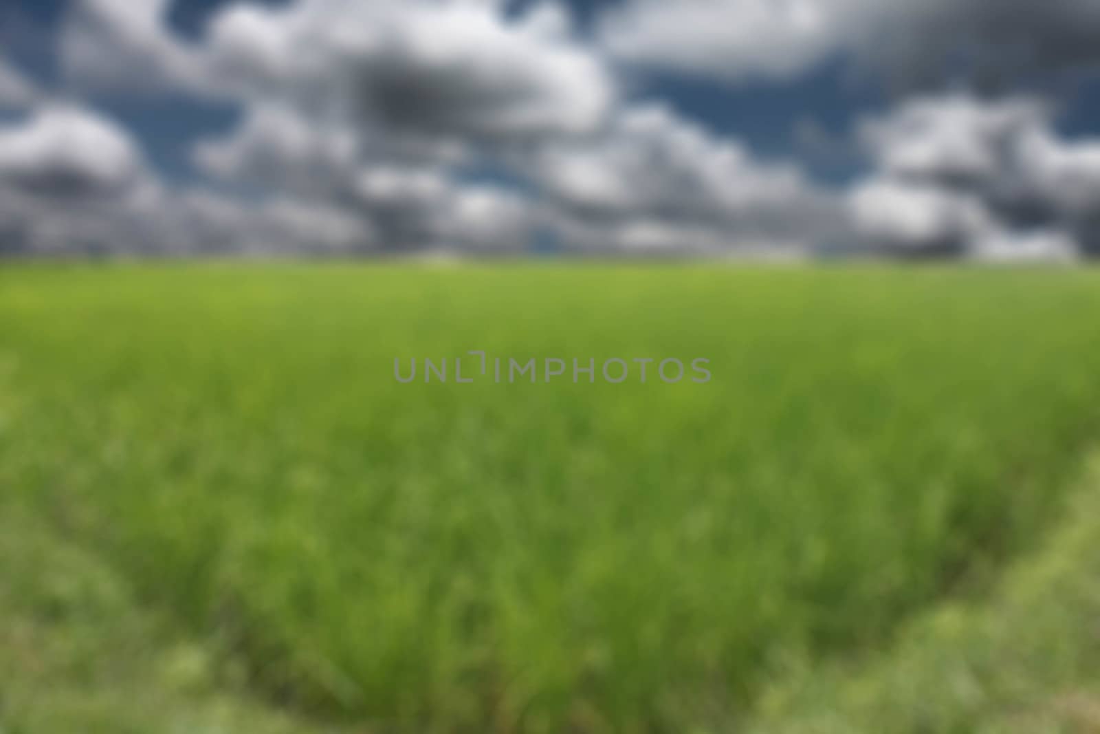 Background blur rice