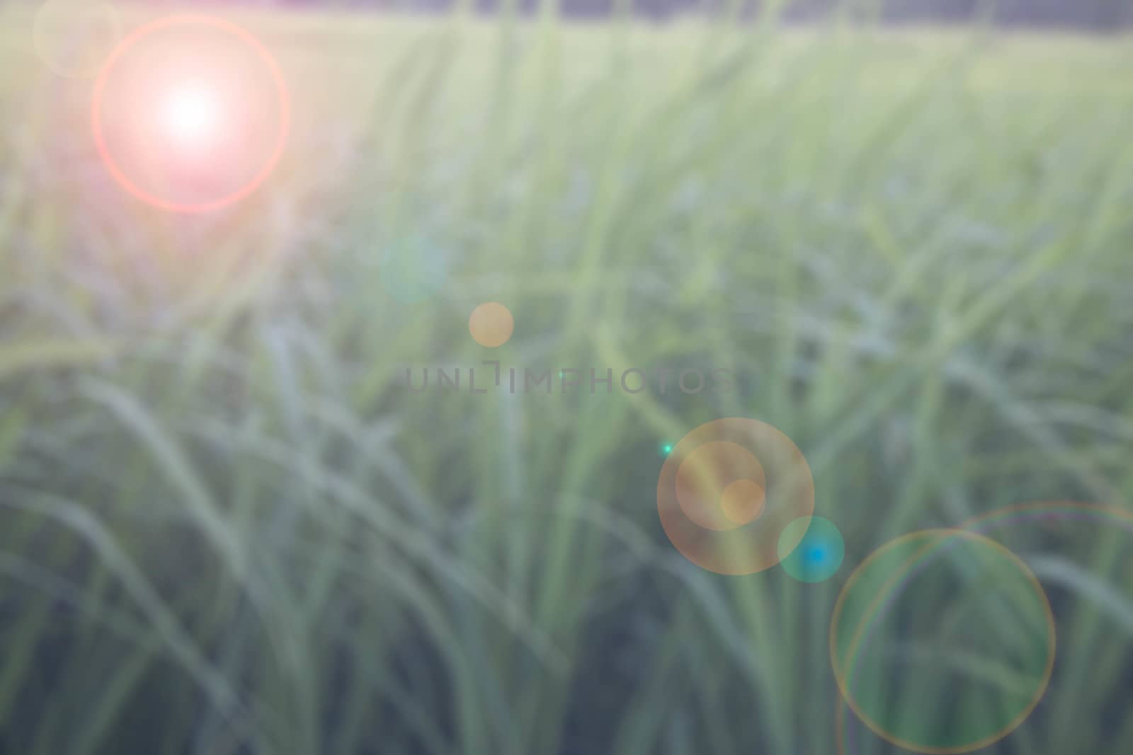 Background blur rice Lens flare