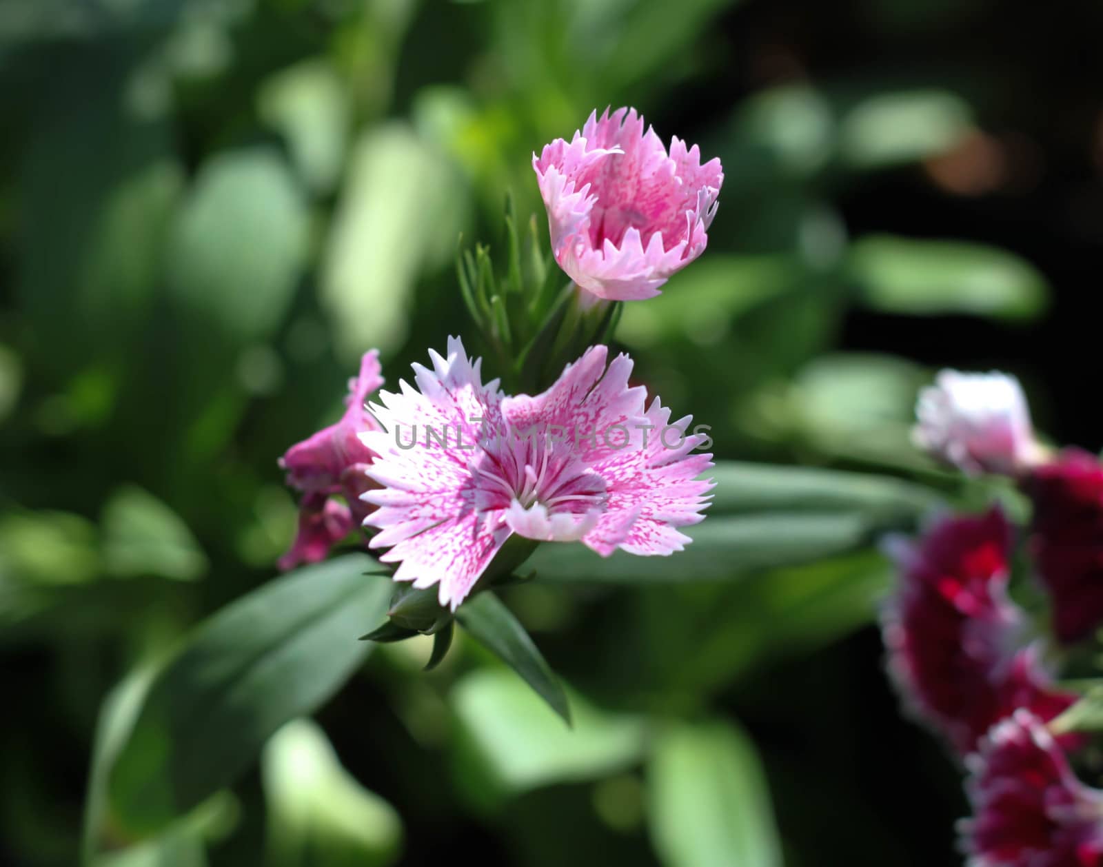 pink  dianthus in the garden