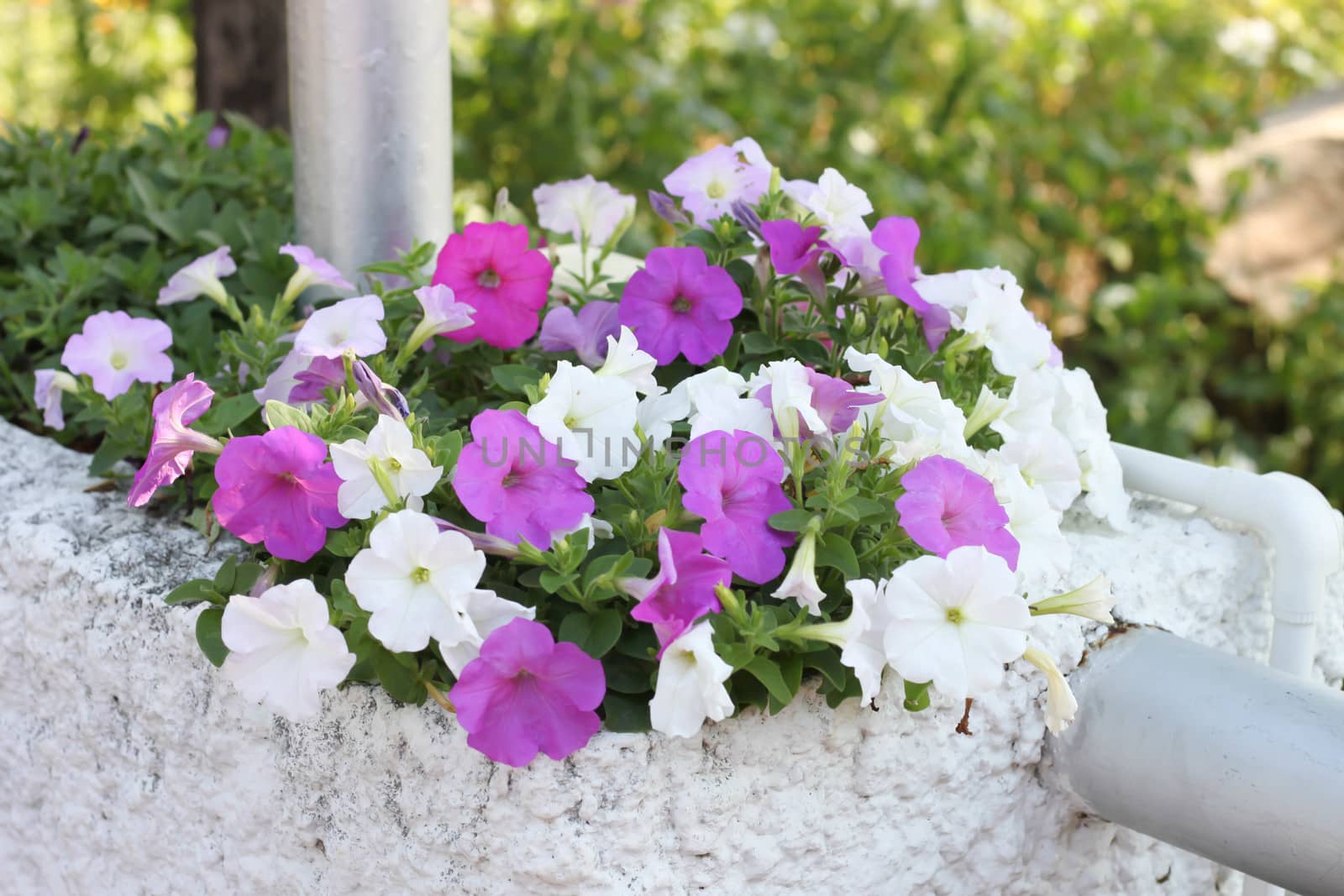 Background Surfinia petunia Background Surfinia