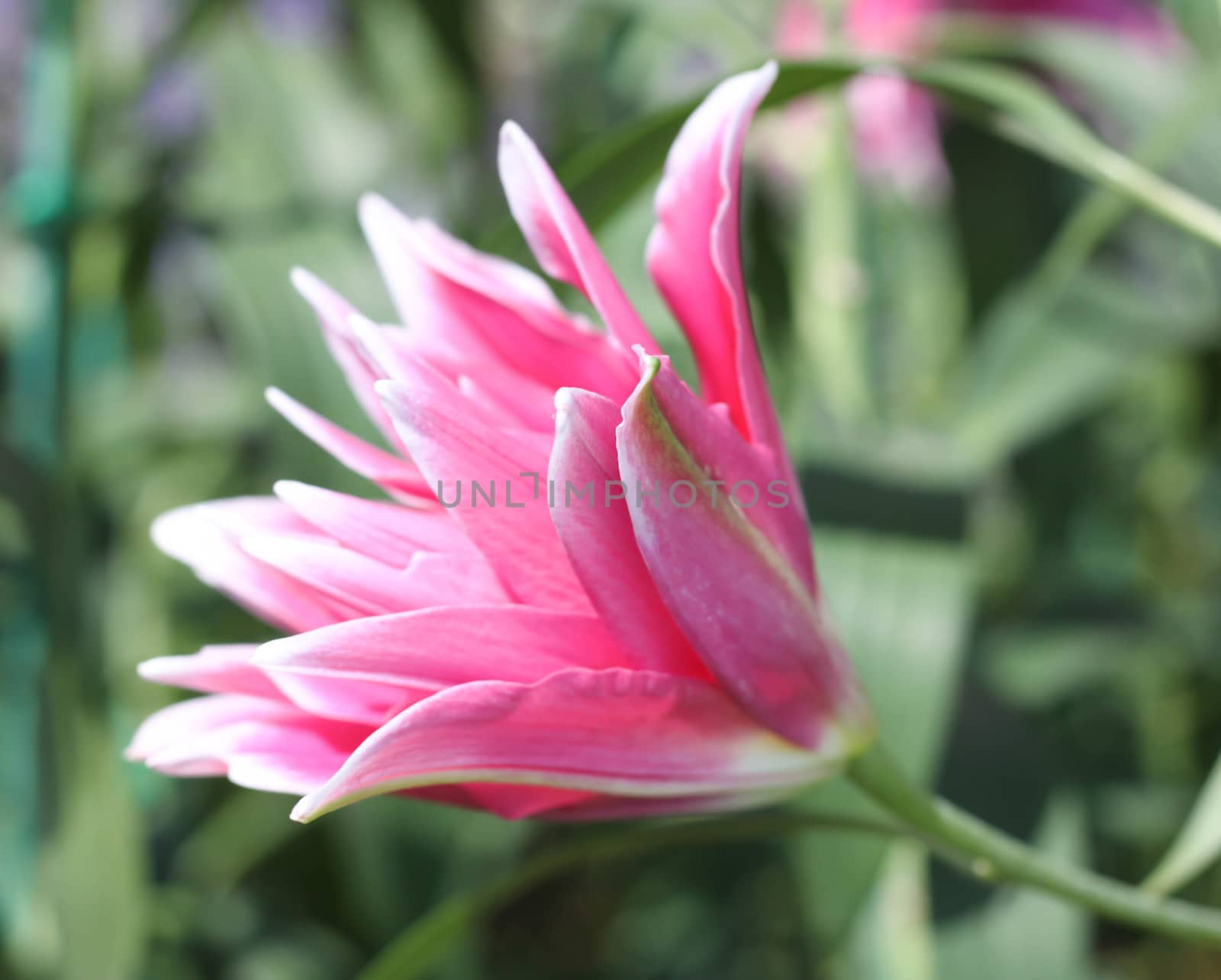 Pink lilies flower