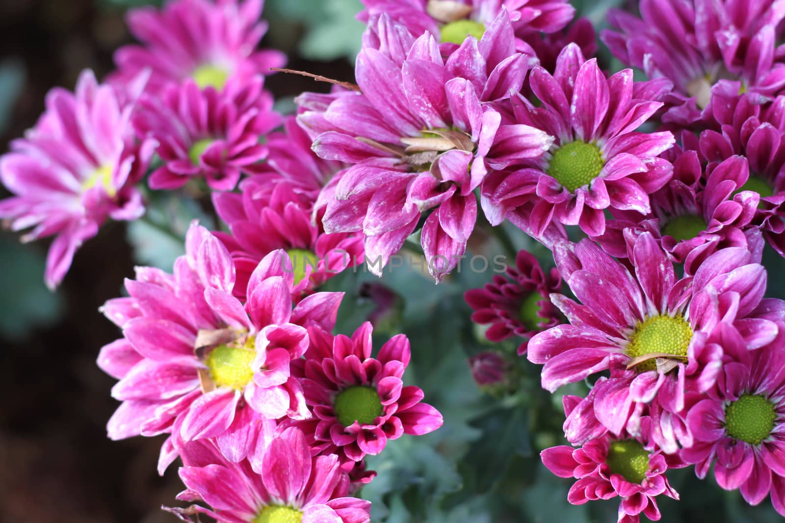 Gerbera pink flower