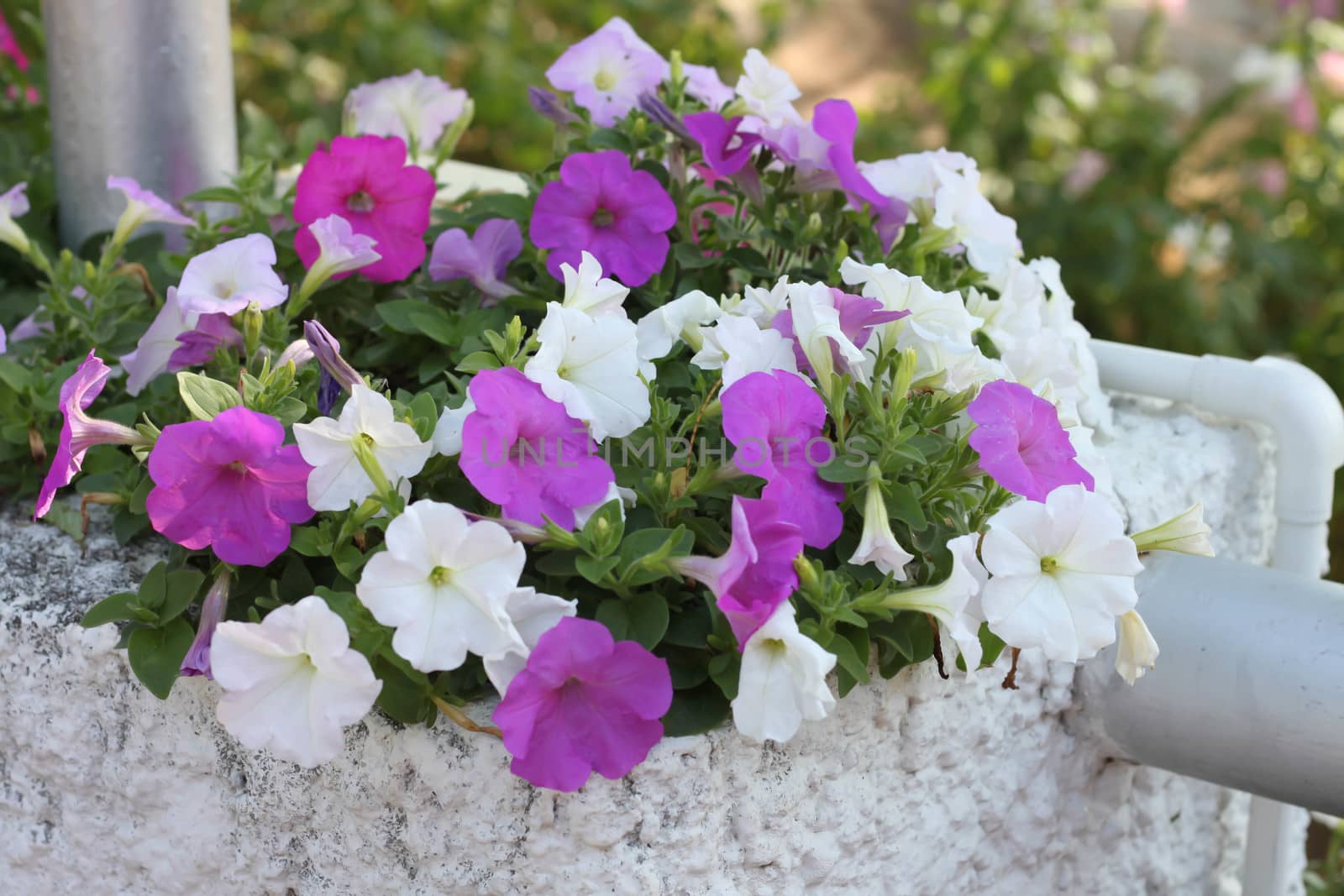 Background Surfinia petunia Background Surfinia