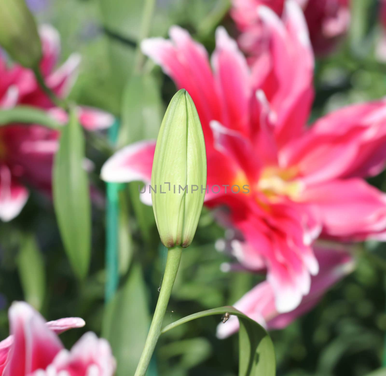 flowers are not blooming lily pink background.