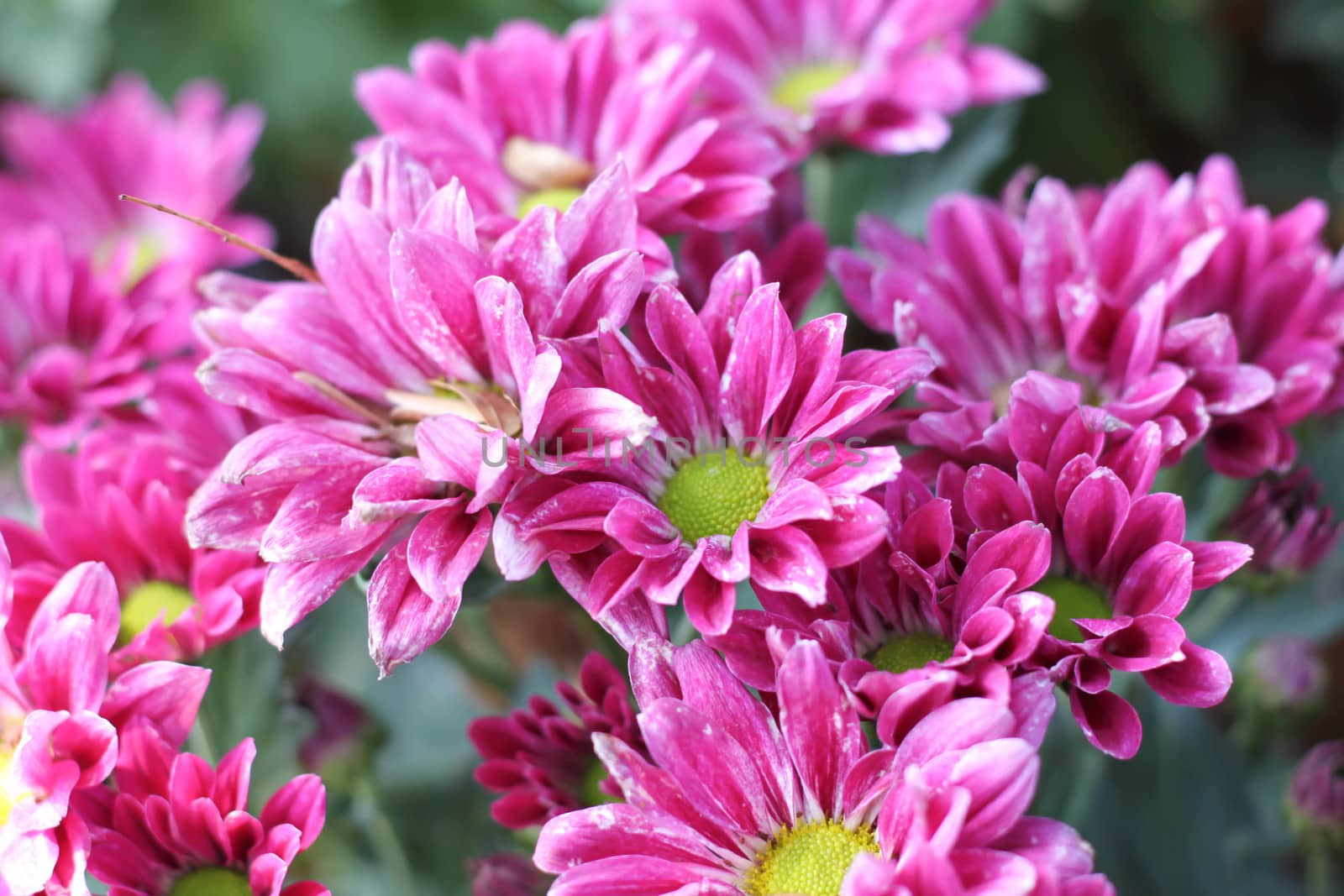 Gerbera pink flower