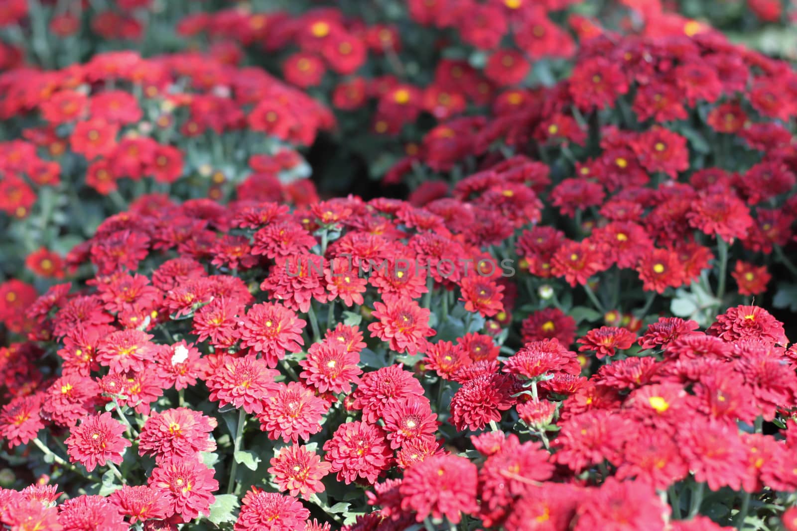 Gerbera red flower