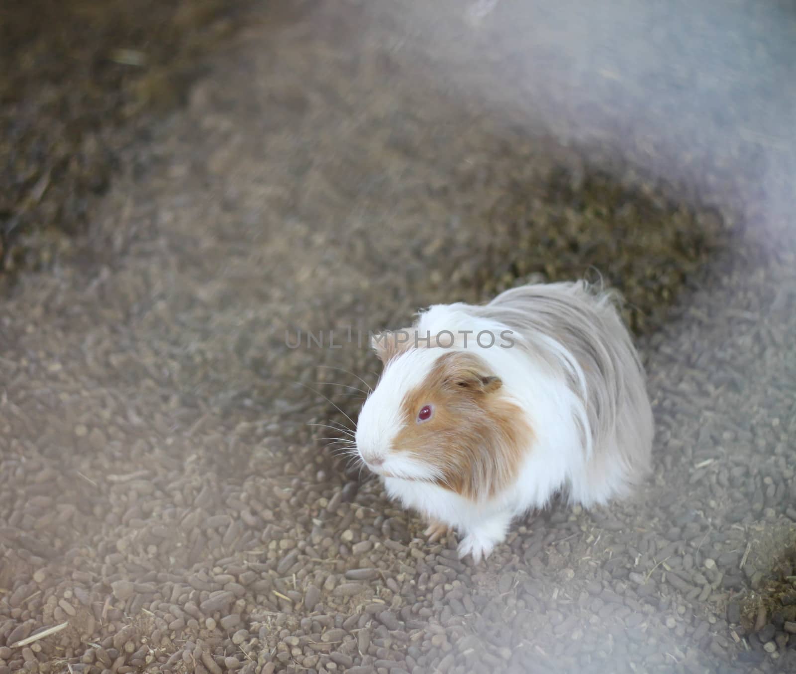 Guinea pig farm