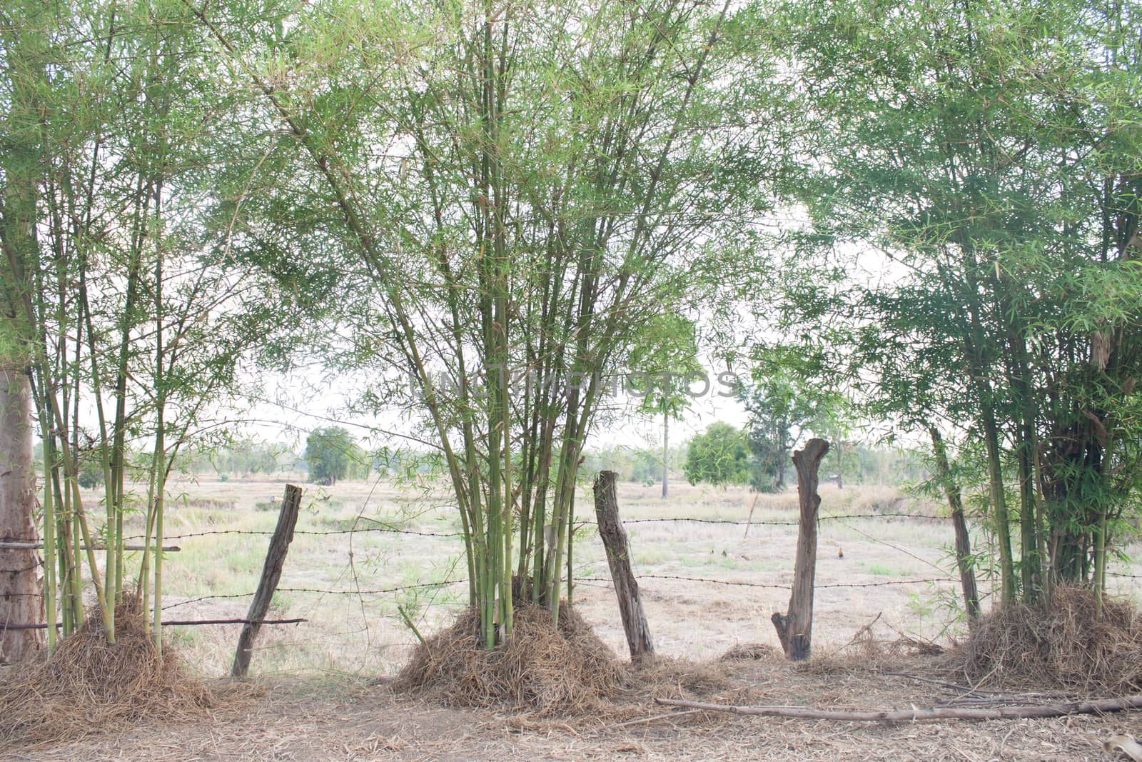 Fields with bamboo.